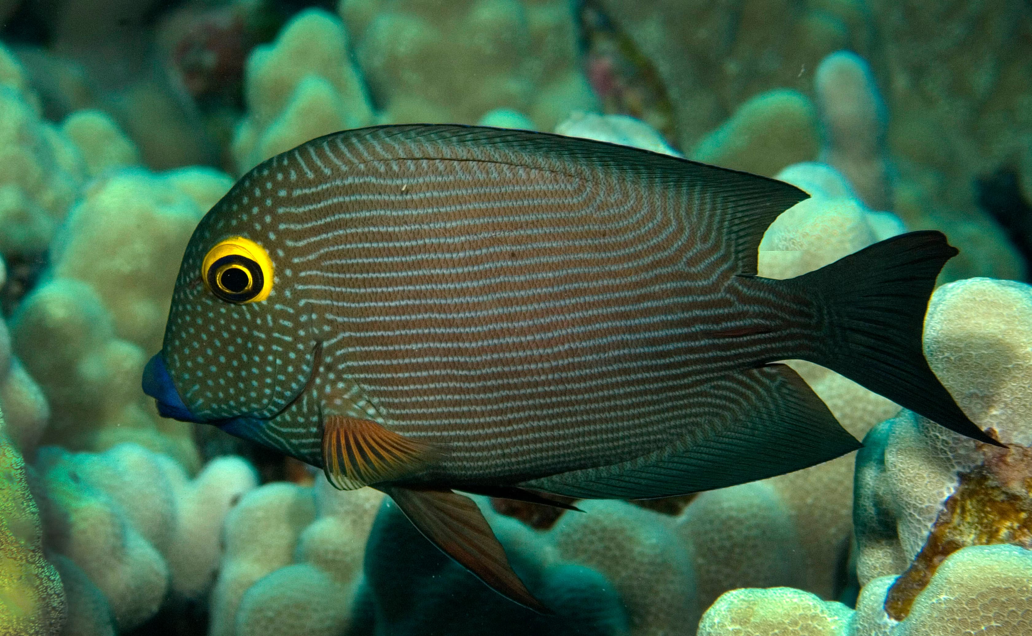 Goldring Surgeonfish