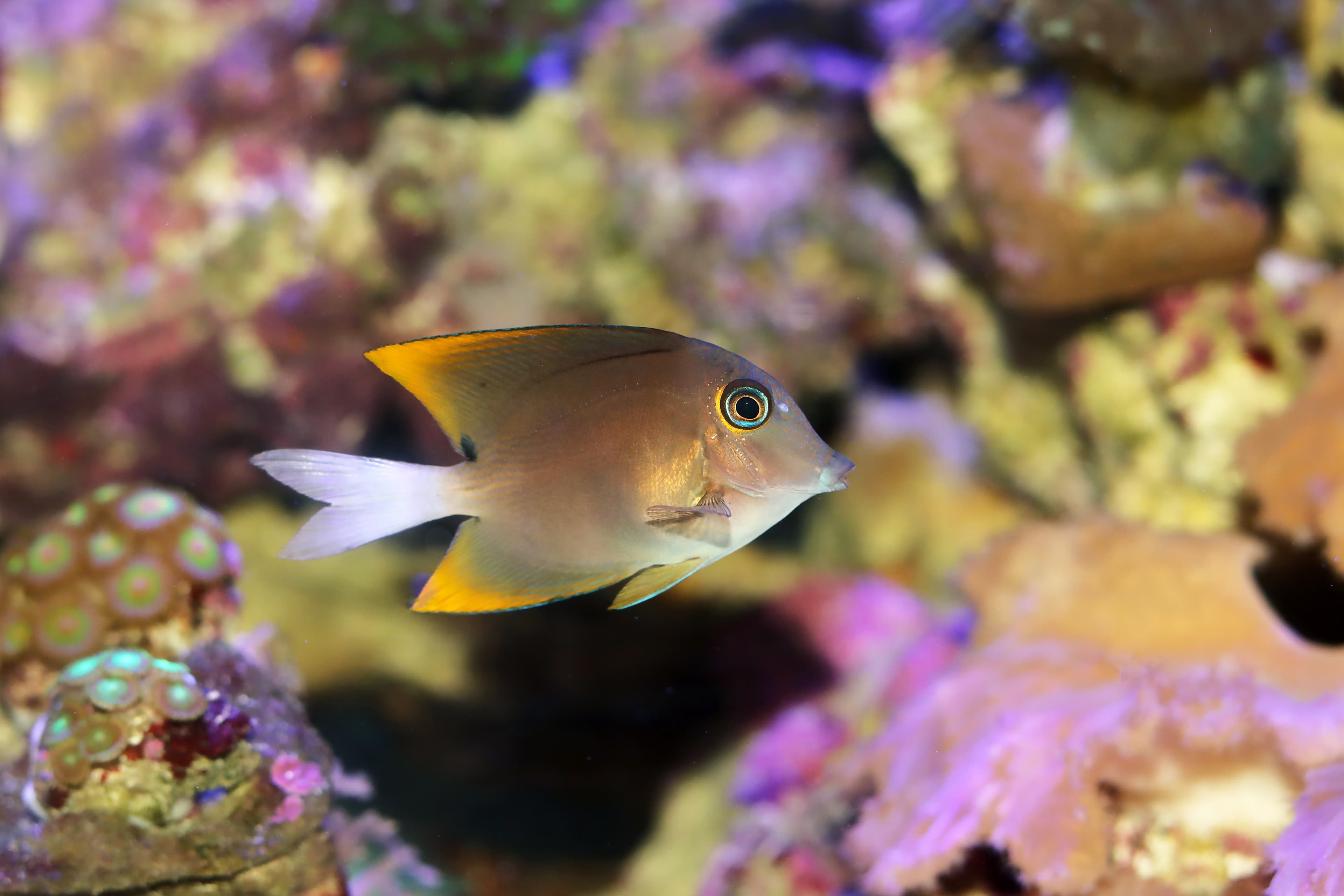 Tomini Surgeonfish or Tomini Tang (Ctenochaetus tominiensis)