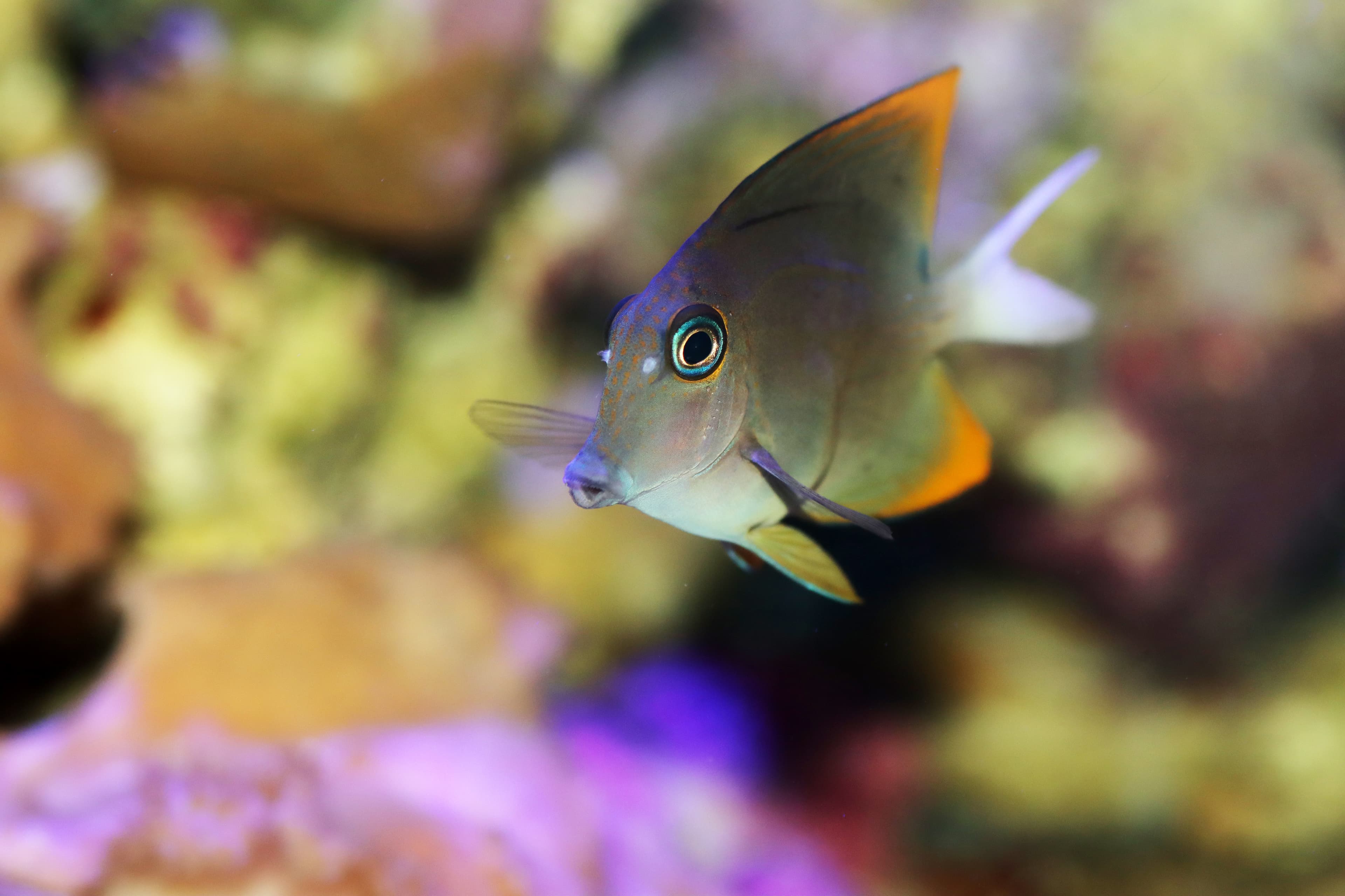 Tomini Surgeonfish or Tomini Tang (Ctenochaetus tominiensis)