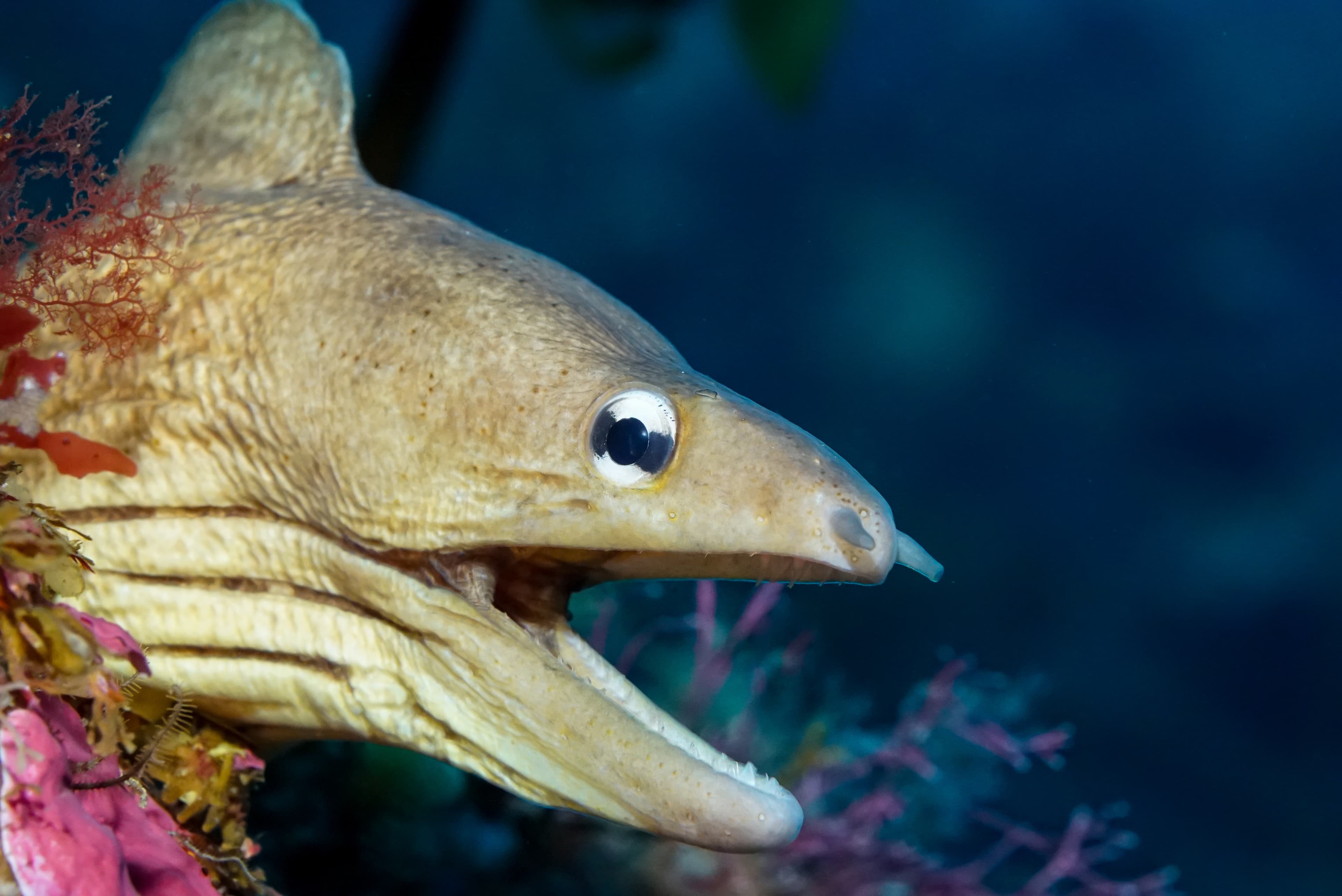 A close up of a Grey Moray (Gymnothorax nubilus) in the Poor Knights marine preserve of New Zealand