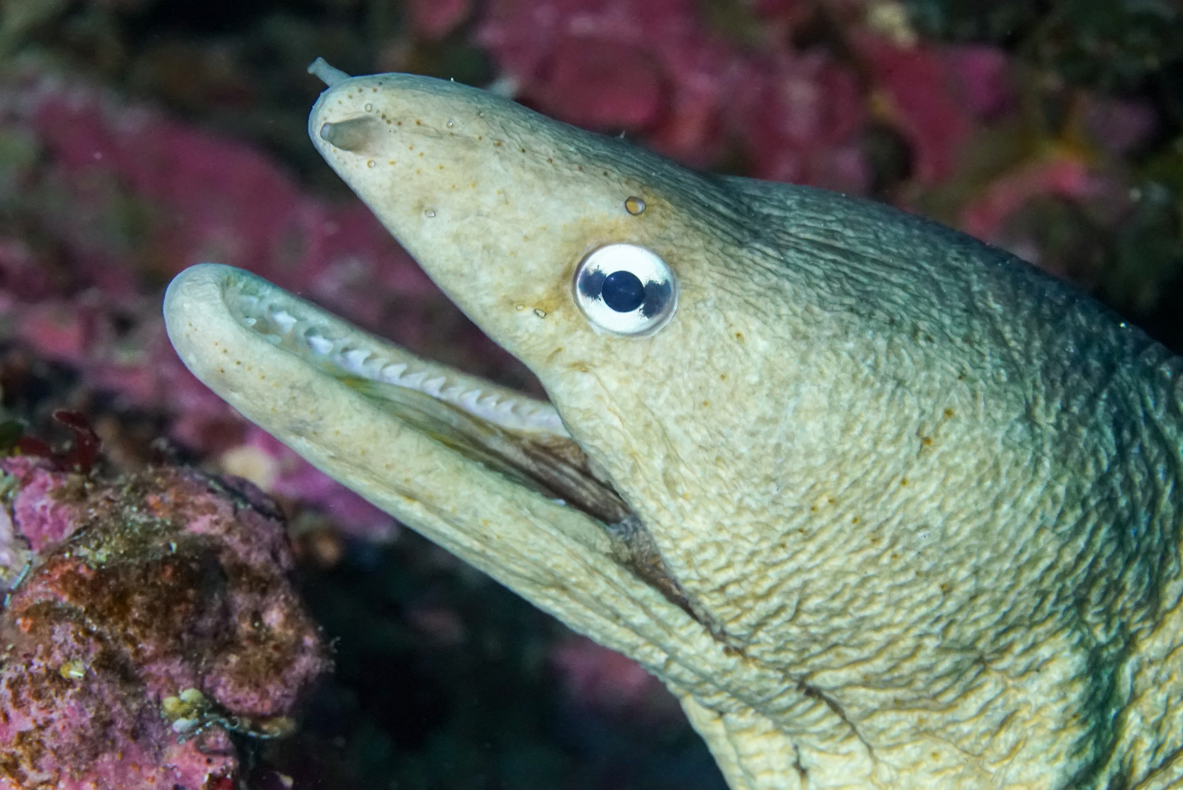 A close up of a Grey Moray (Gymnothorax nubilus) in the Poor Knights marine preserve of New Zealand