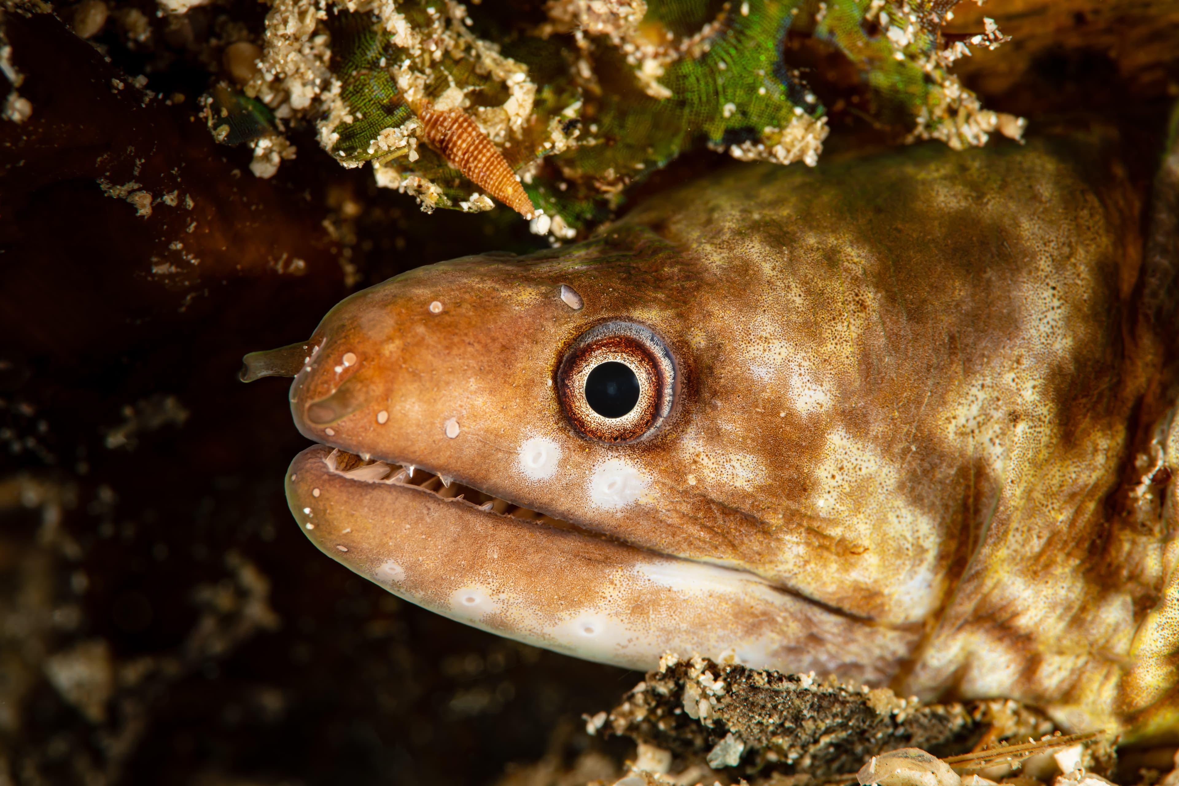 Barred Moray (Echidna polyzona)