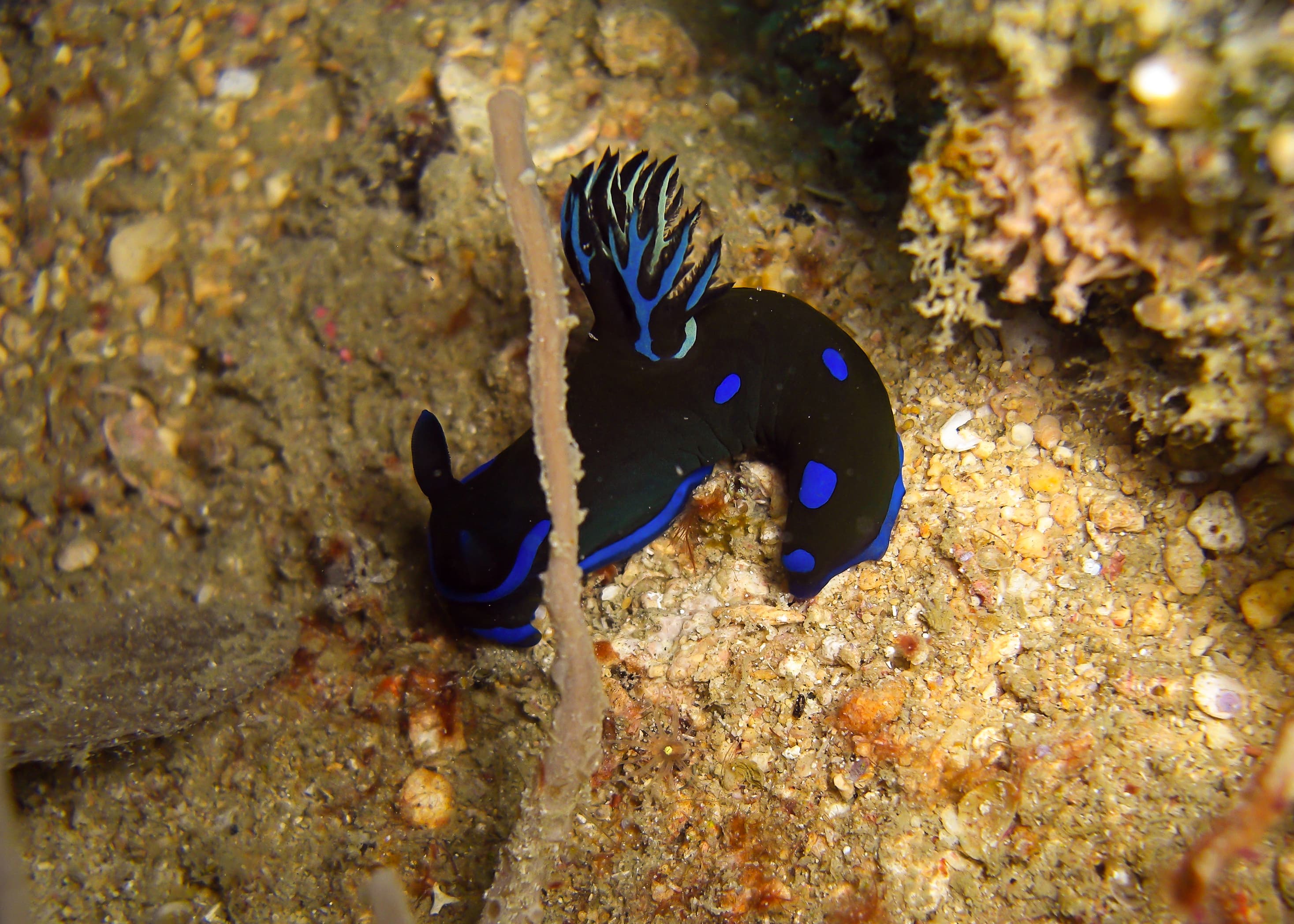 Seaslug or Nudibranch (Tambja morosa) in the Filipino Sea