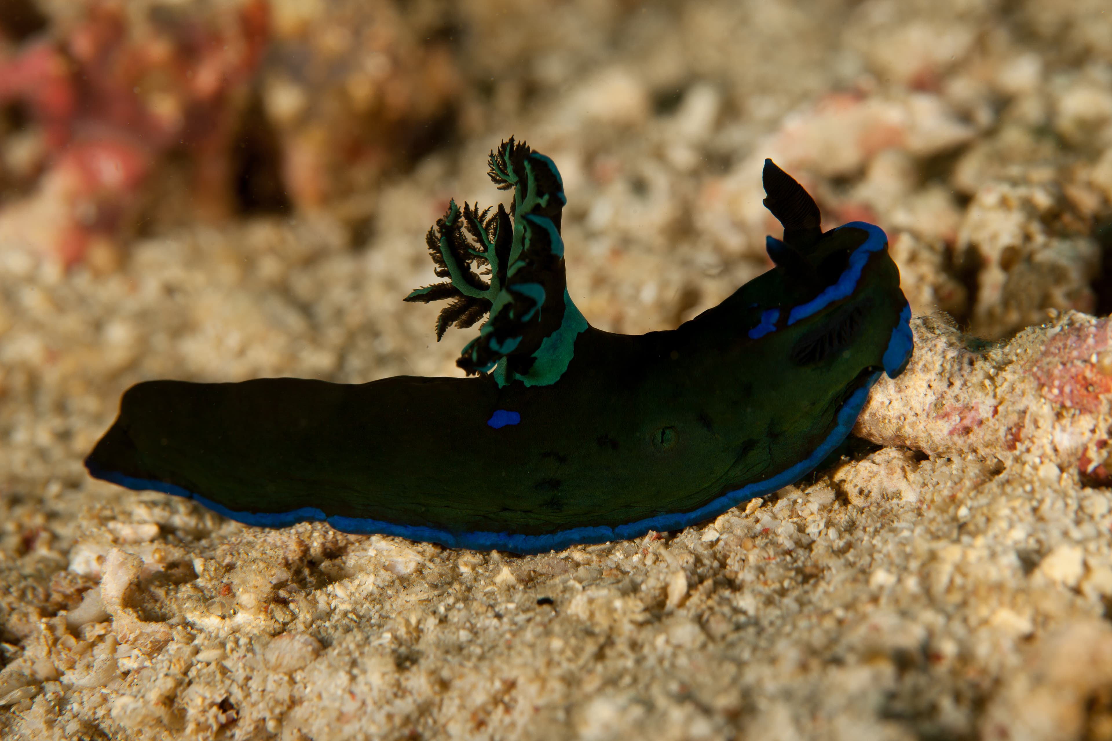 Gloomy Nudibranch (Tambja morosa)