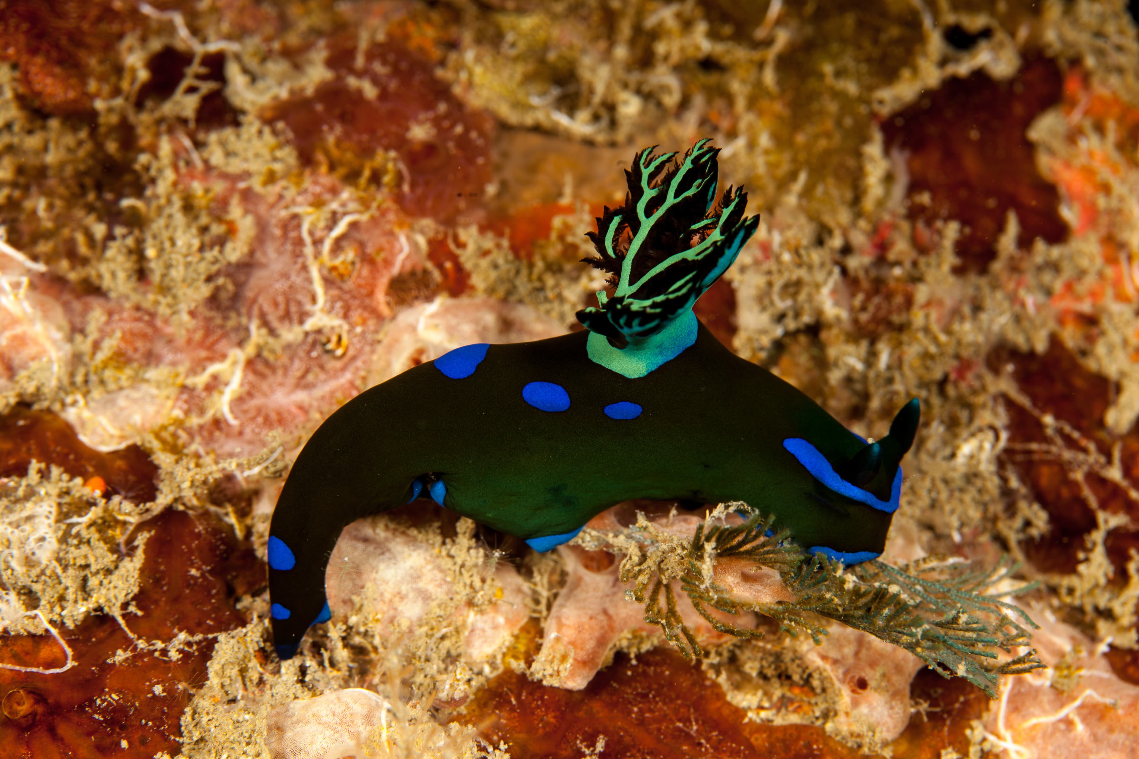 Gloomy Nudibranch (Tambja morosa)