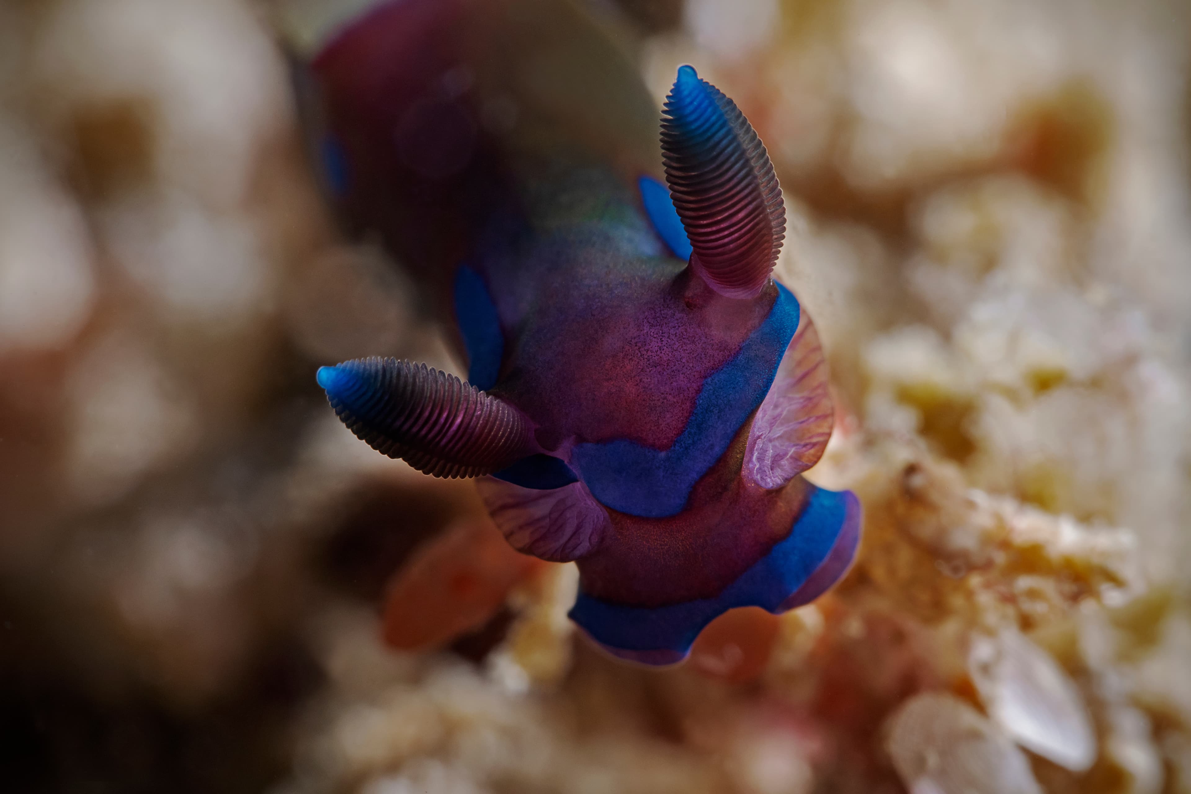 Gloomy Nudibranch, dorid nudibranch (Tambja morosa)