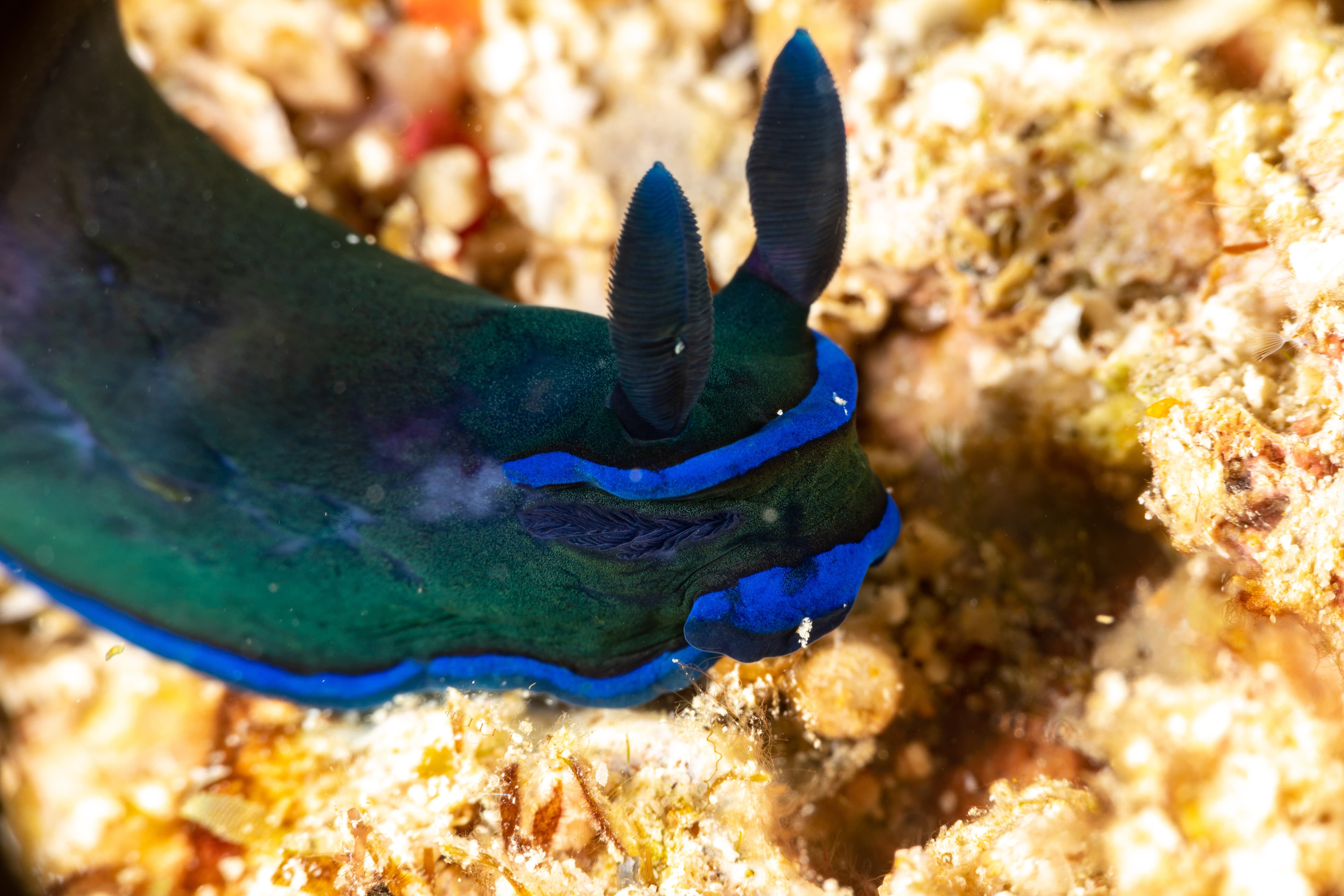 Tambja morosa, also known as Tambja kushimotoensis or Gloomy Nudibranch, is a species of sea slug, a dorid nudibranch, a shell-less marine gastropod mollusk in the subfamily Nembrothinae