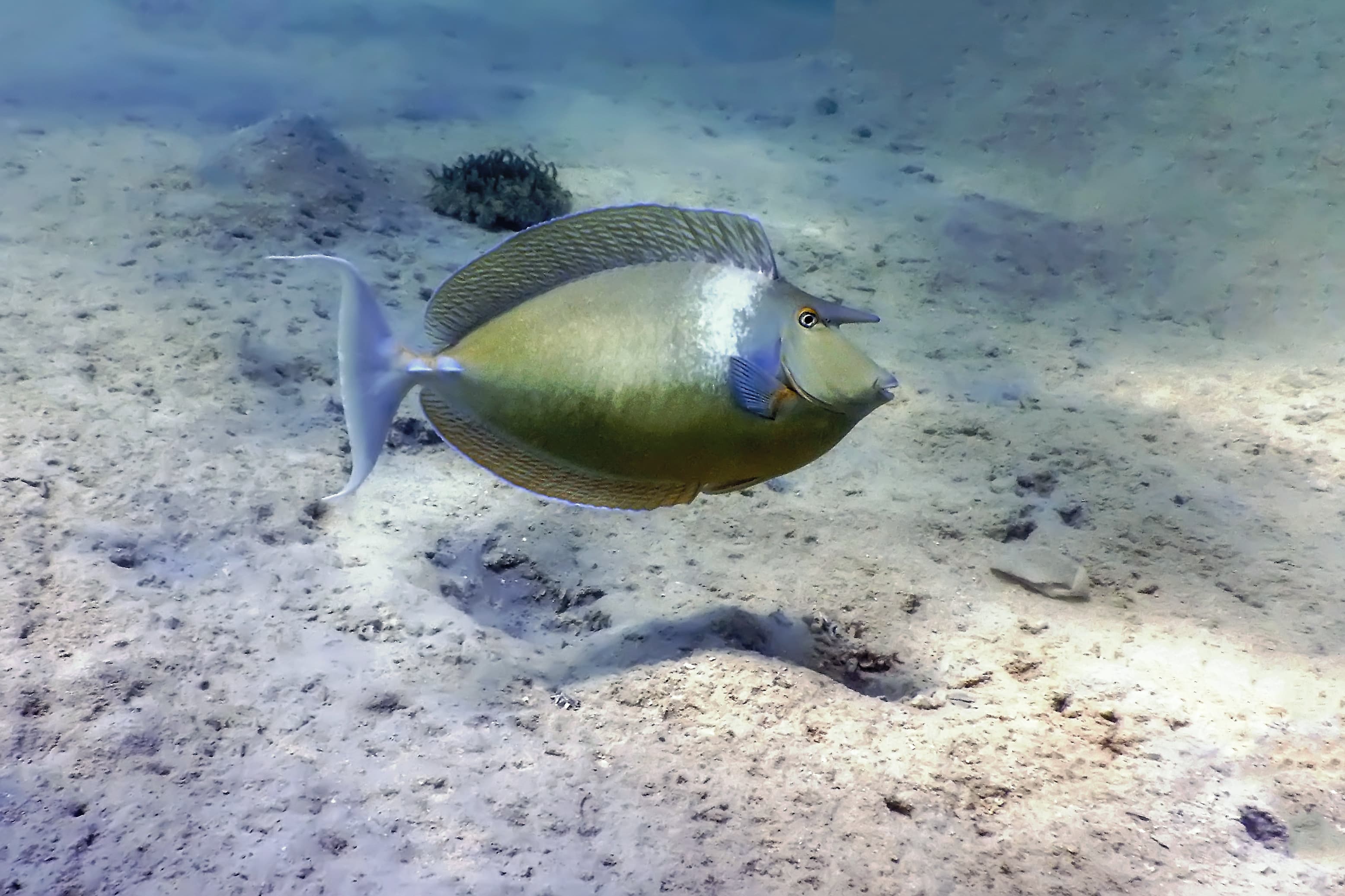 Whitemargin Unicornfish (Naso annulatus) in tropical waters