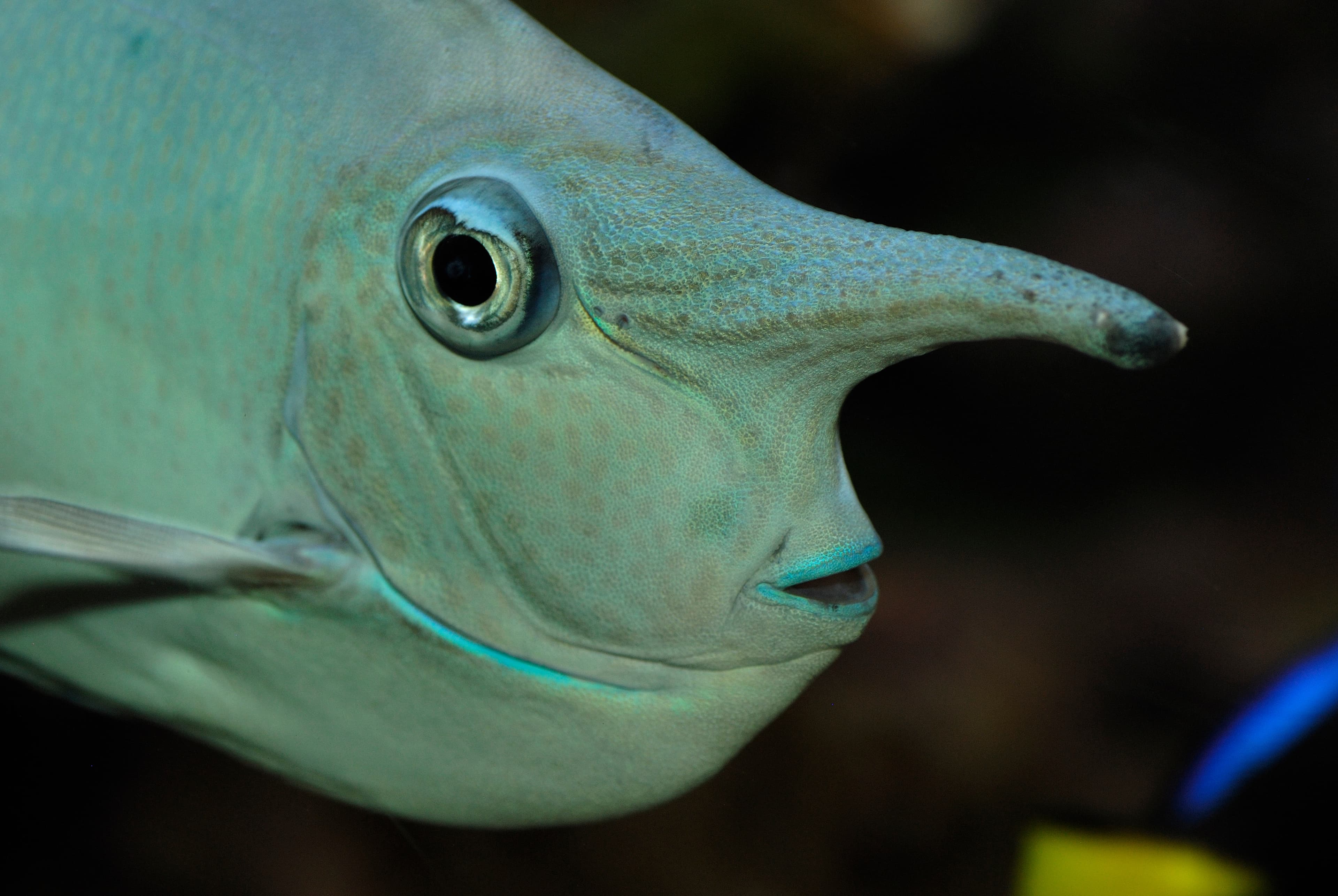 Whitemargin Unicornfish