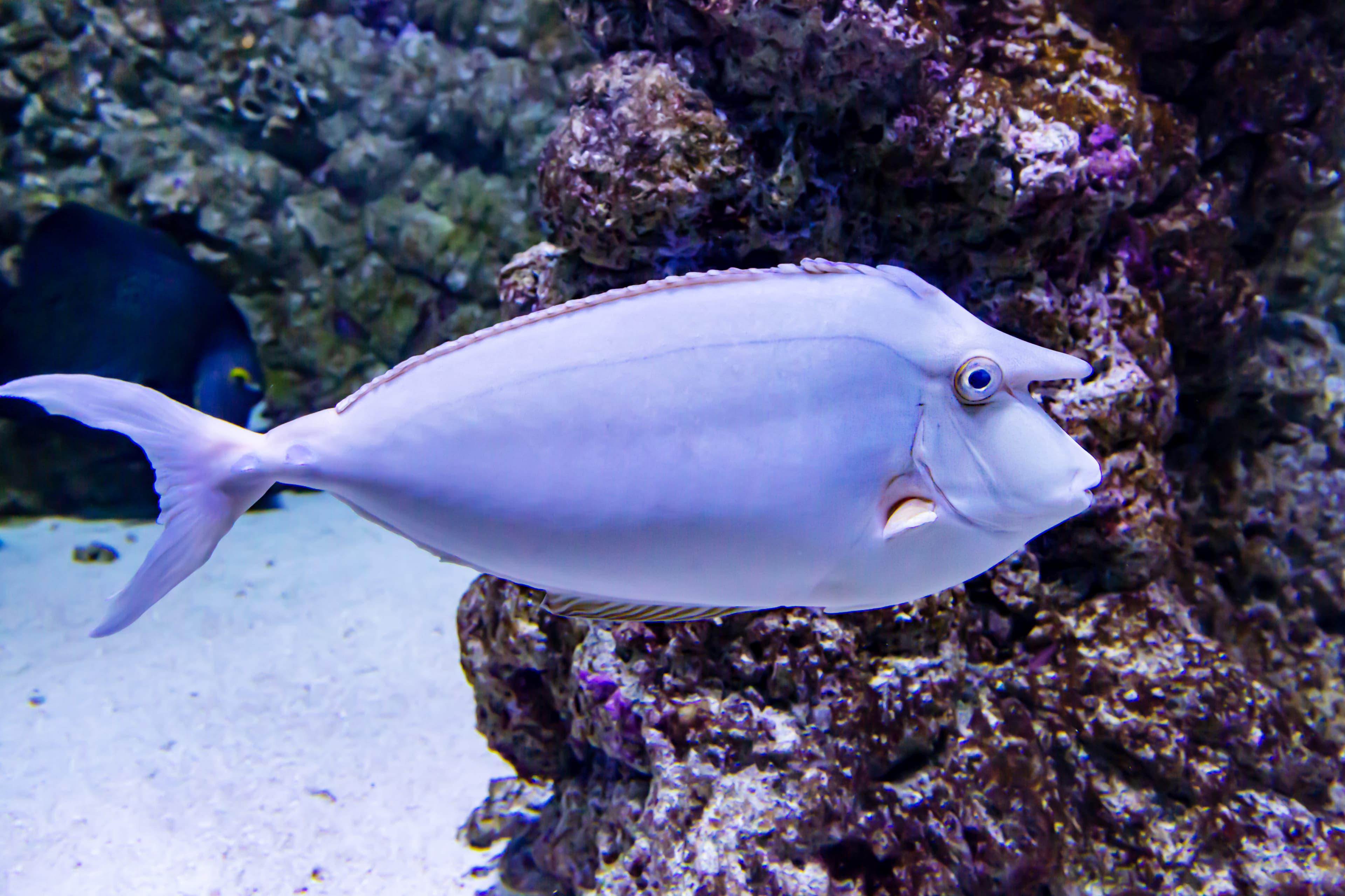 The Whitemargin Unicornfish (Naso annulatus) is white in color with a seal on the head in the form of a horn