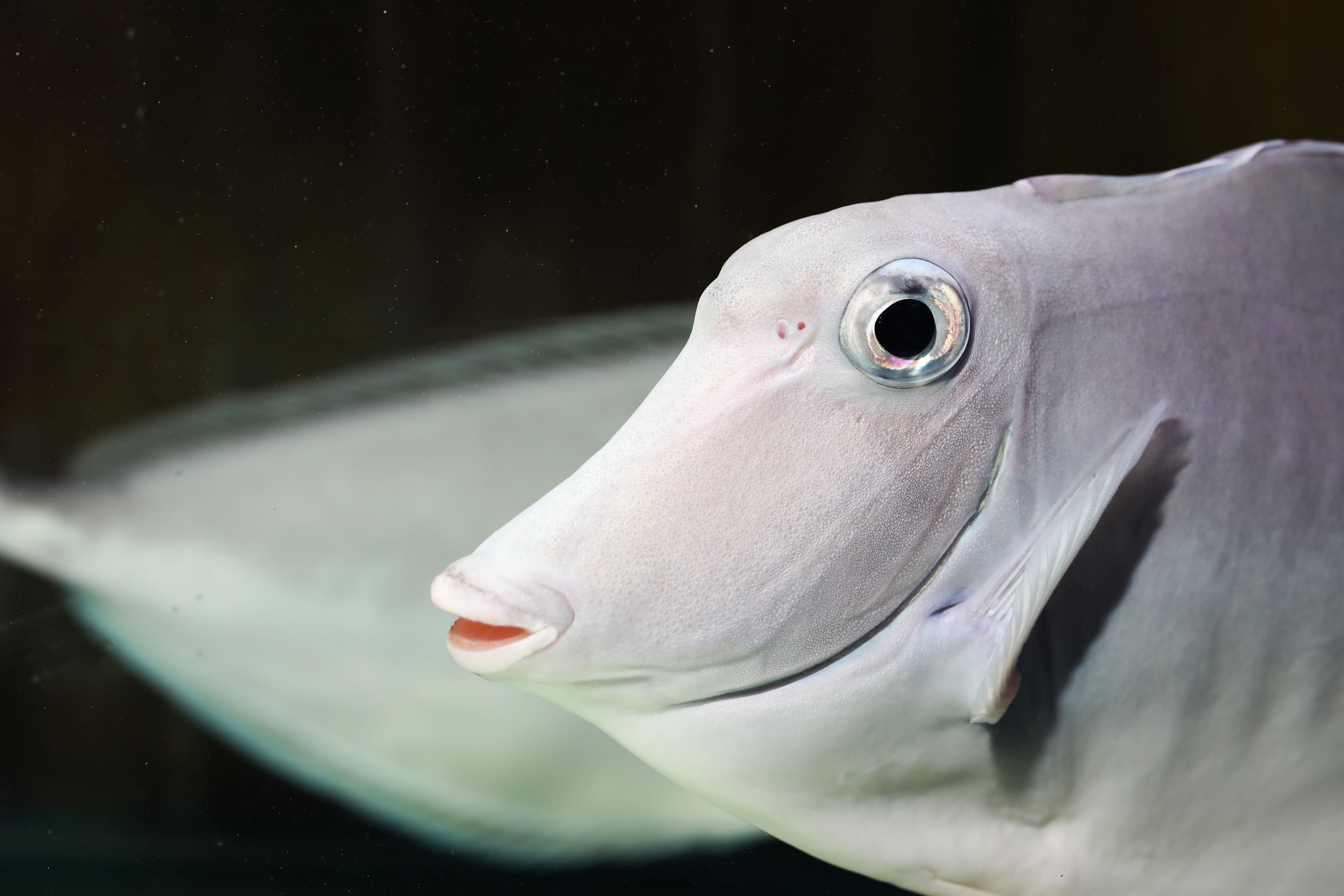 Humpback Unicornfish (Naso brachycentron) smile close up