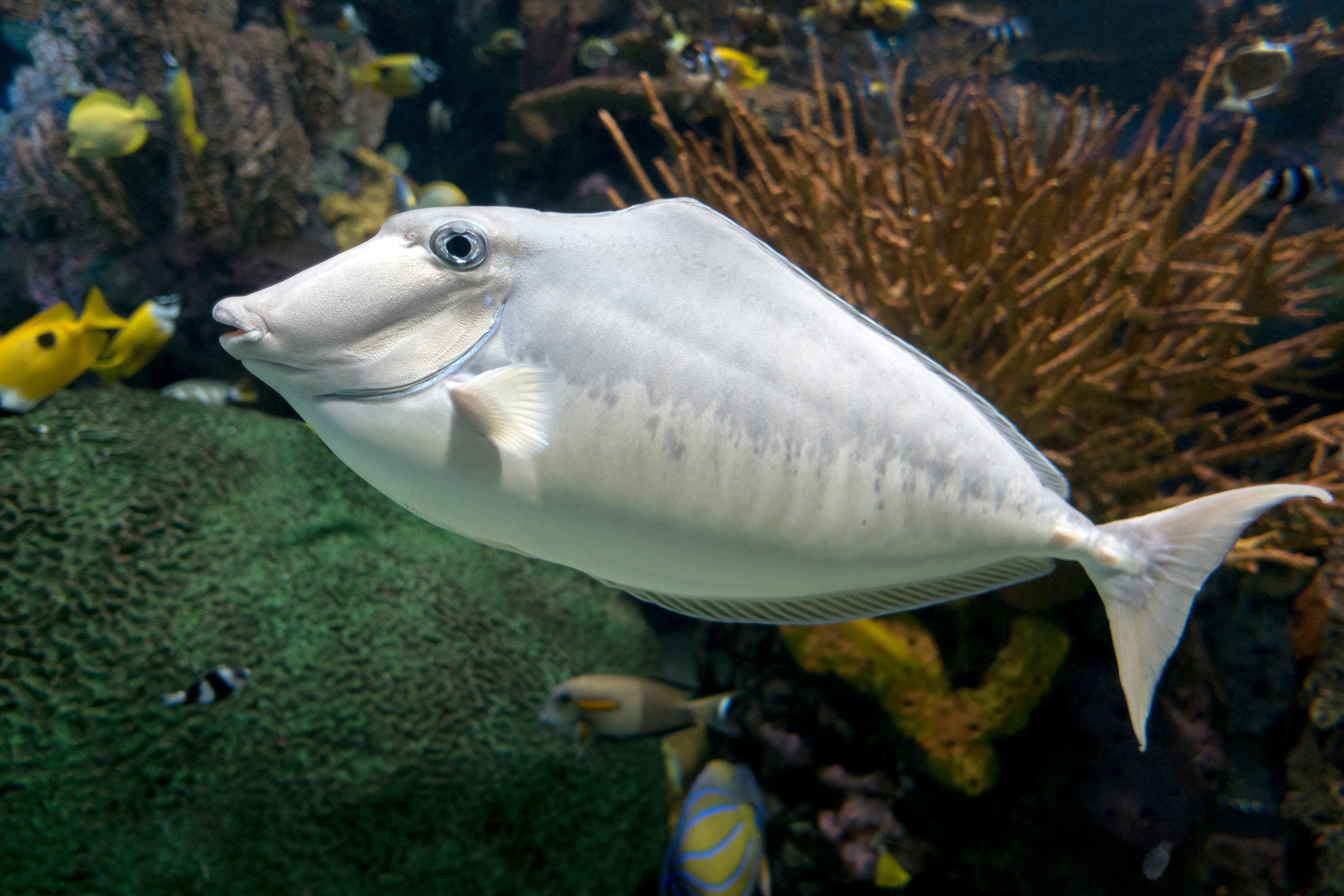 Humpback Unicornfish (Naso brachycentron)