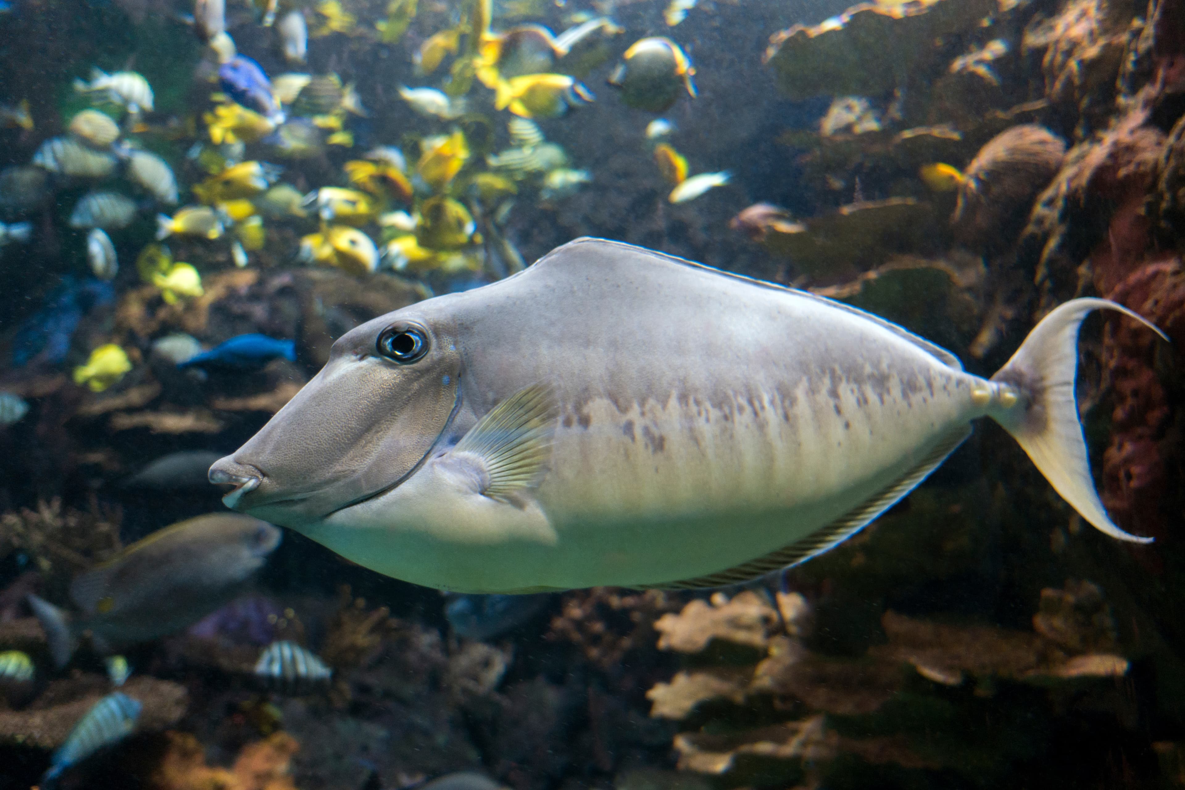 Humpback Unicornfish (Naso brachycentron)