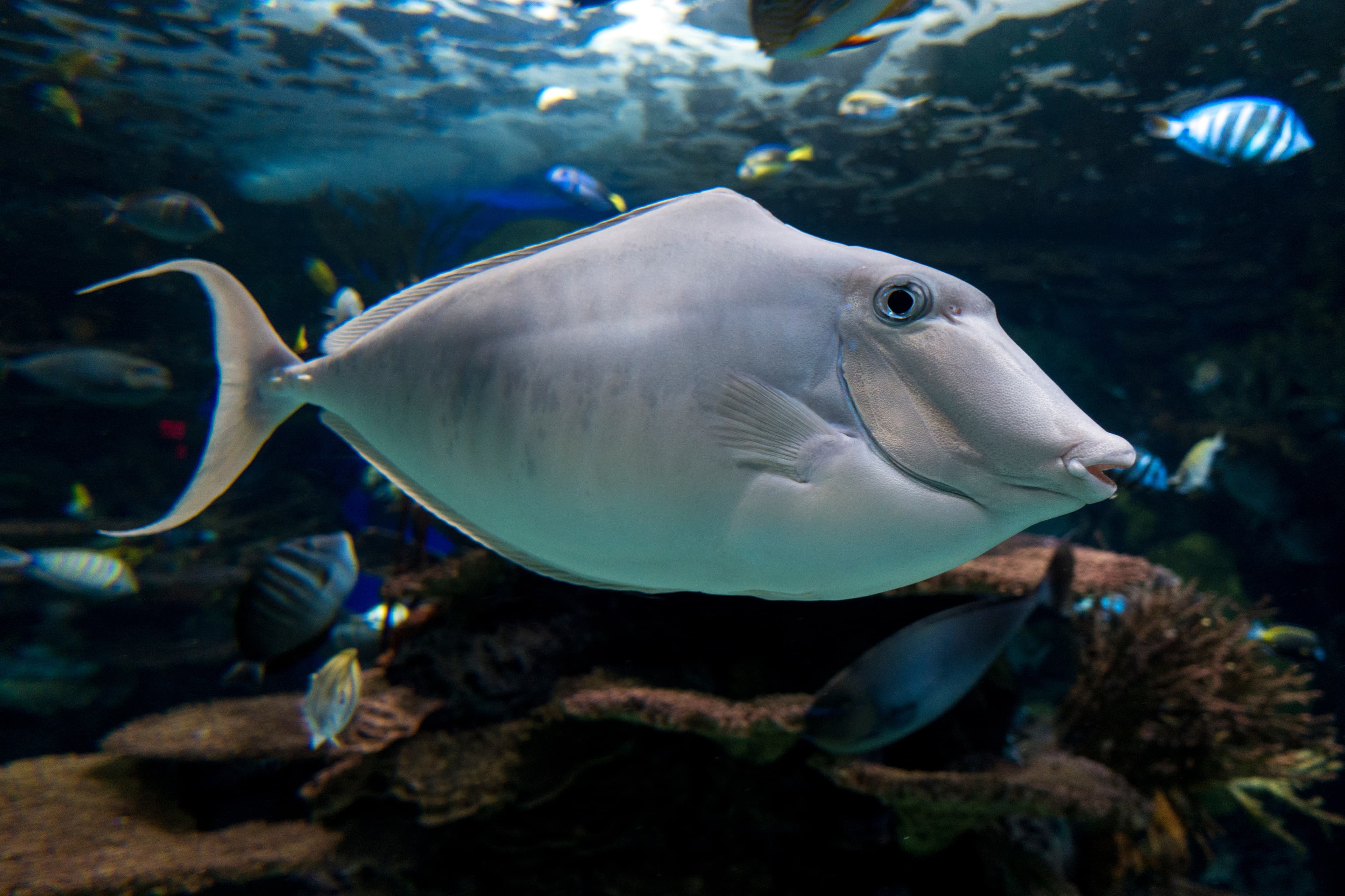 Humpback Unicornfish (Naso brachycentron)