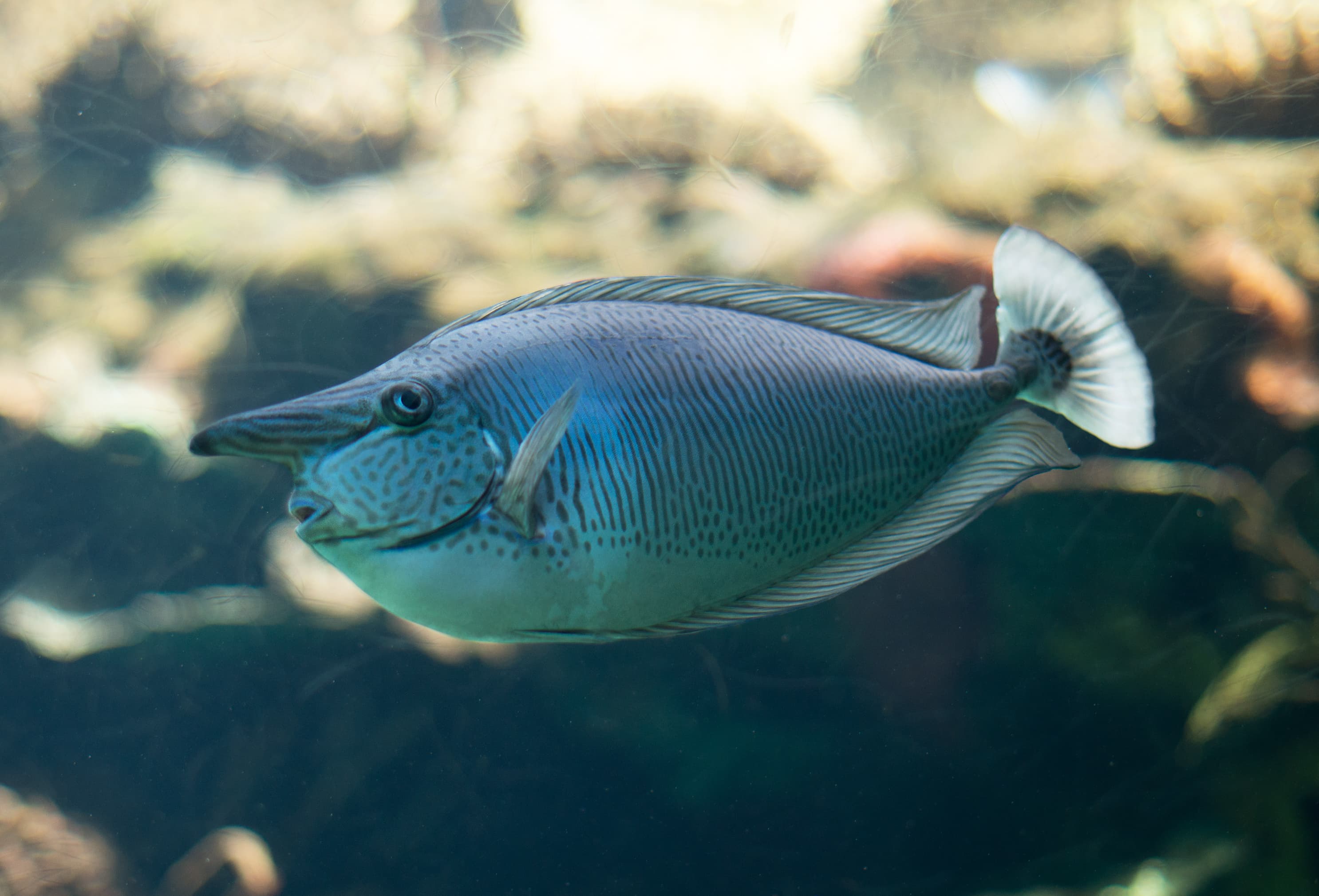 Spotted Unicornfish swimming in the aquarium