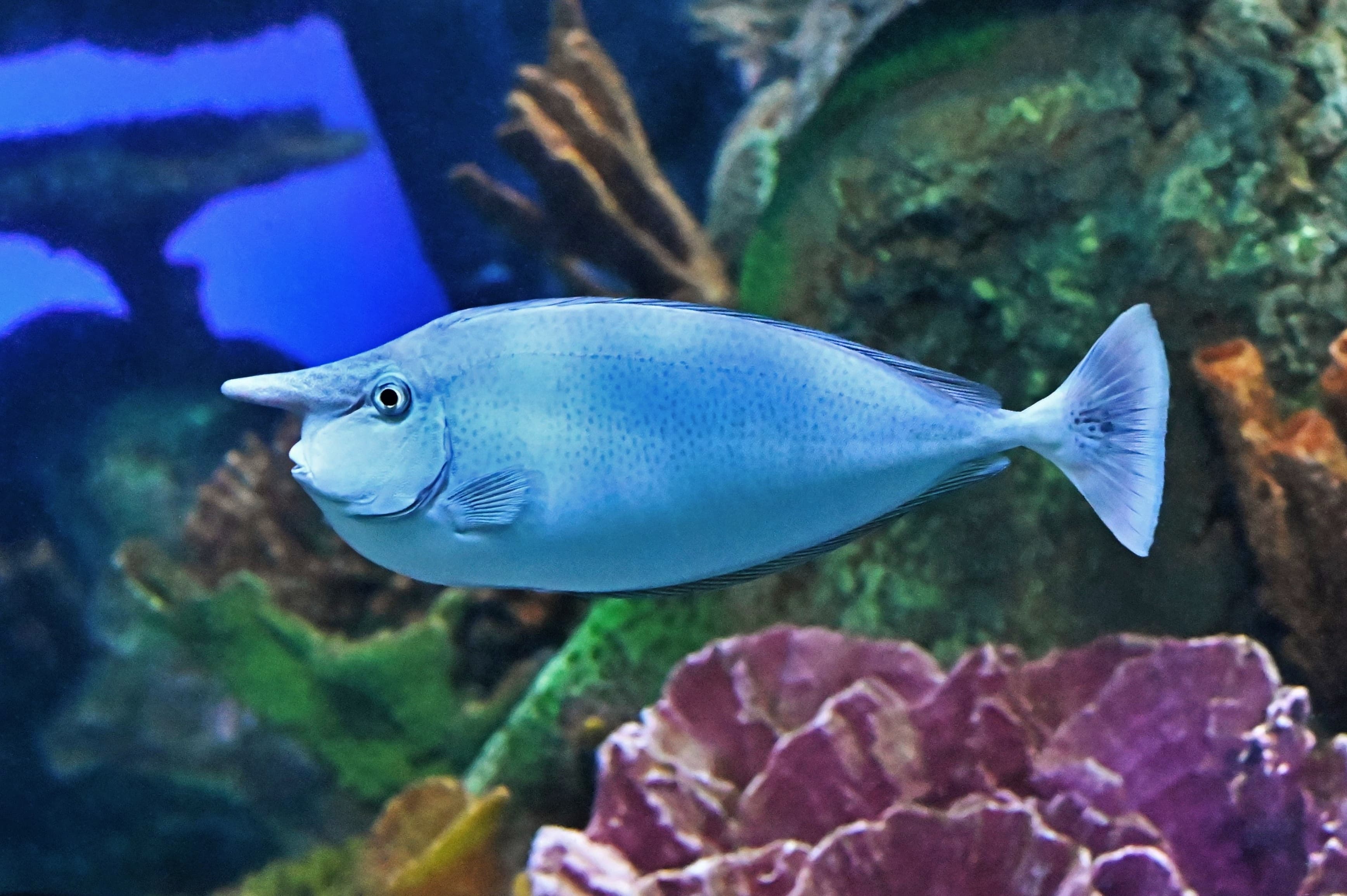 Spotted Unicornfish