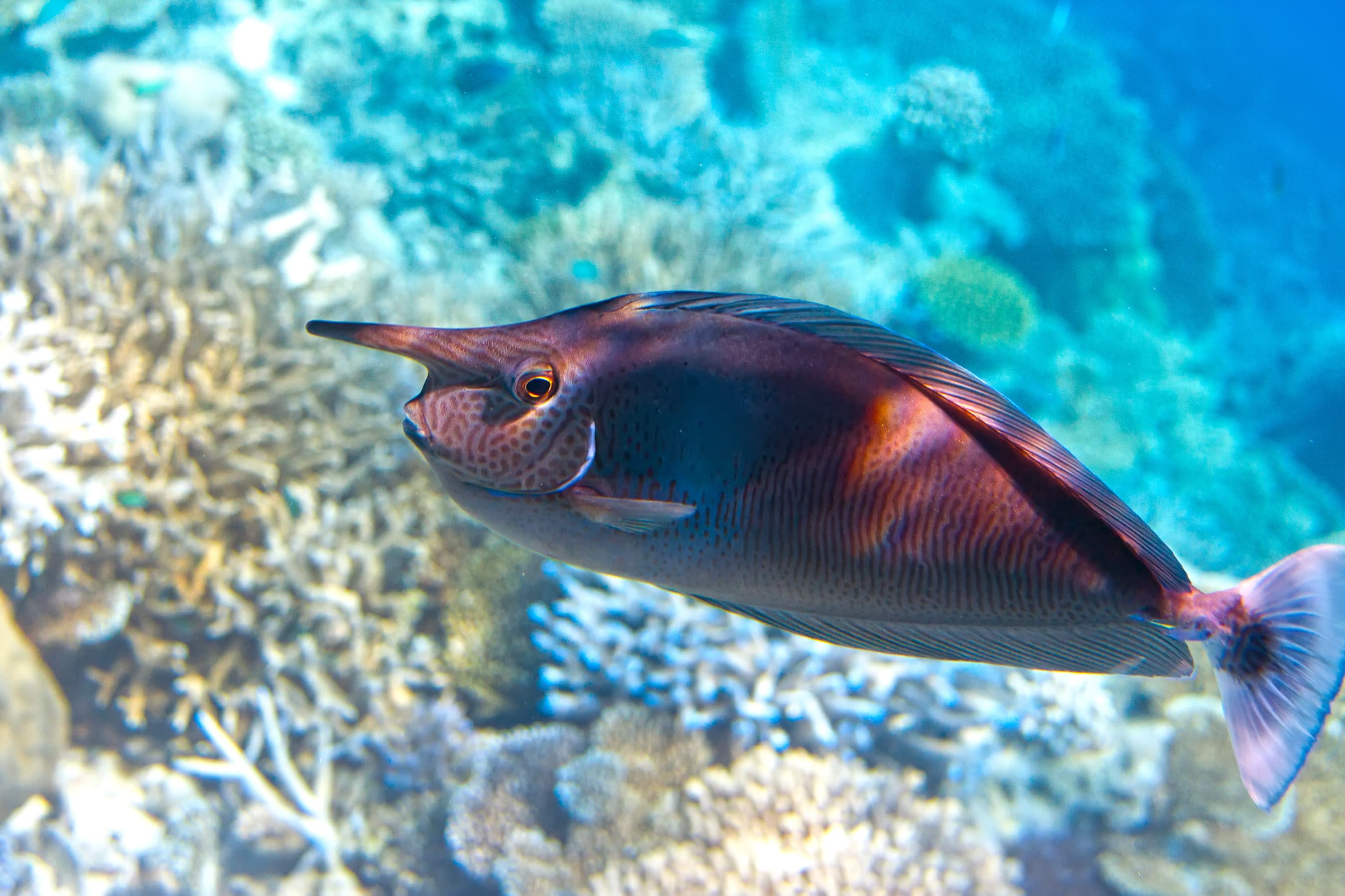 Spotted Unicornfish (Naso brevirostris) over a coral reef