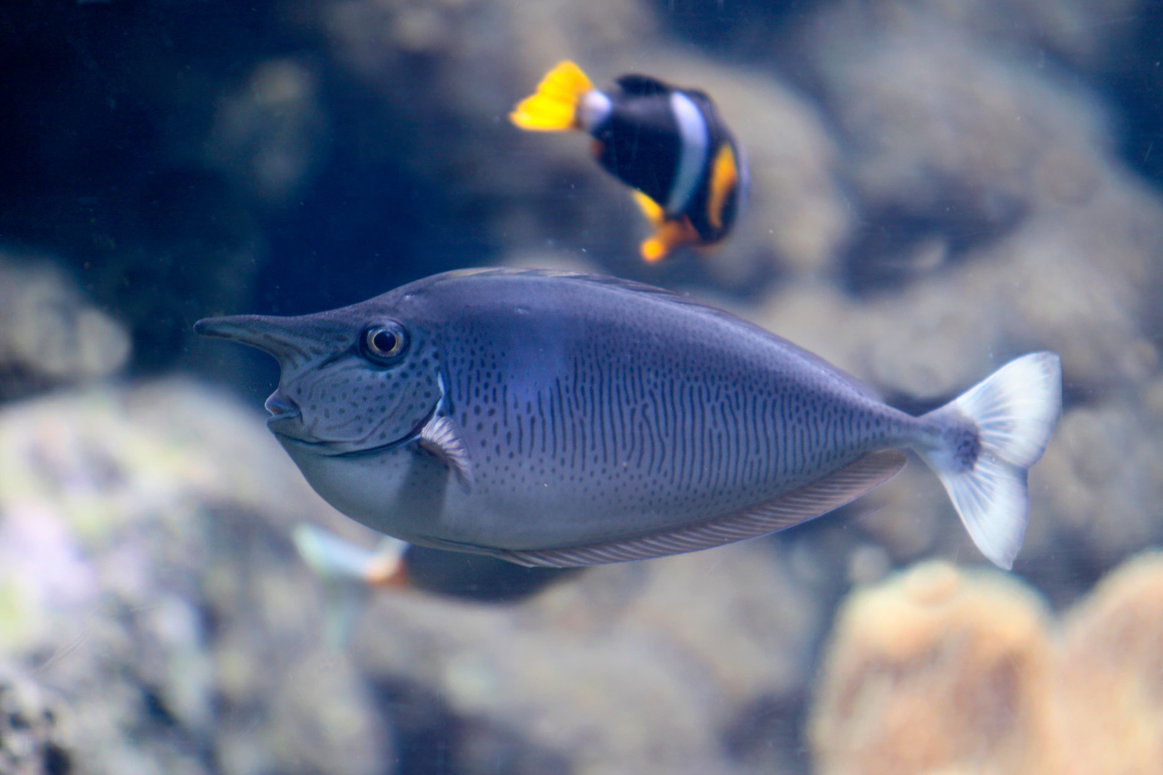 Spotted Unicornfish (Naso brevirostris)