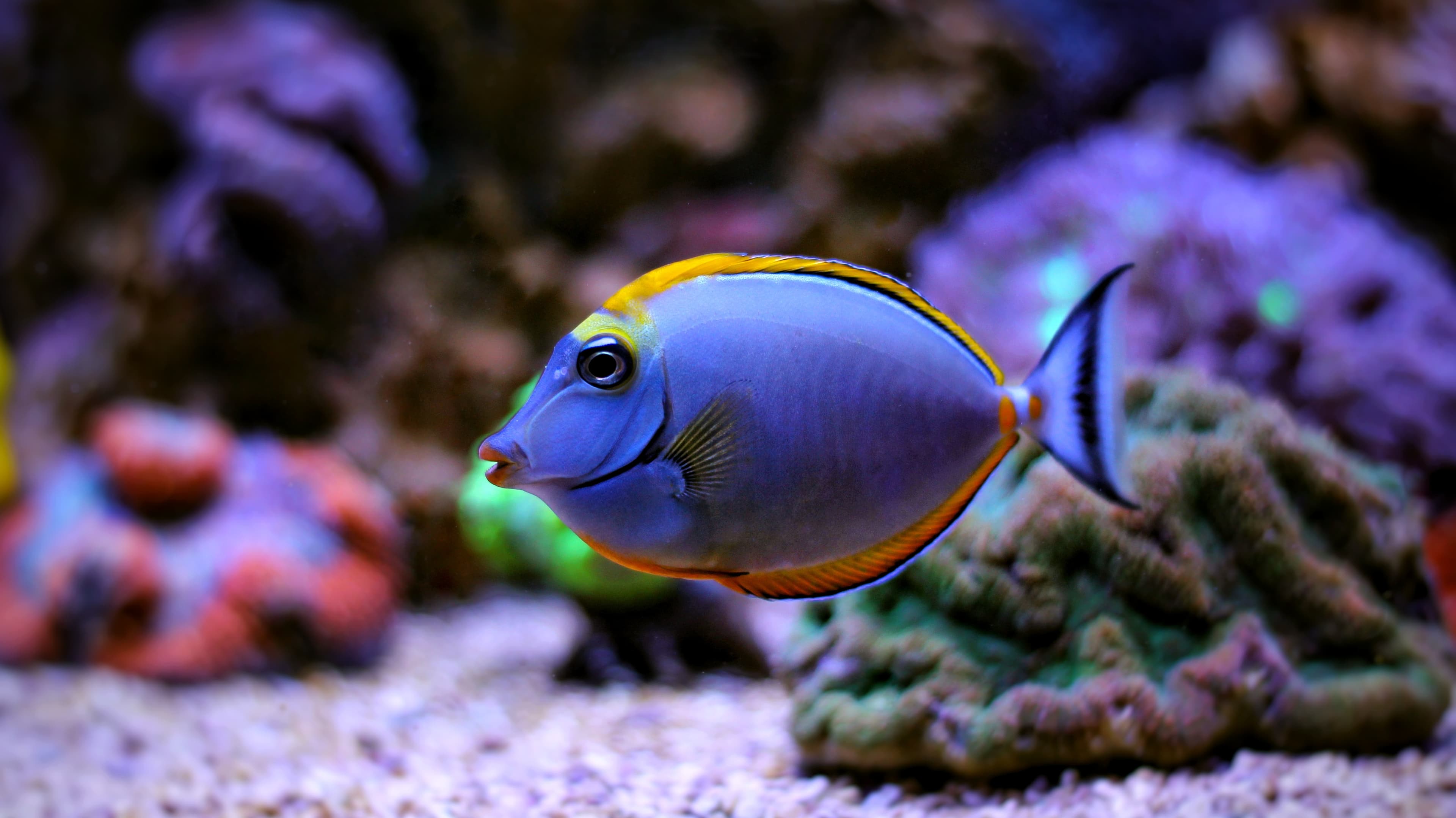 Blonde Naso Tang (Naso elegans)