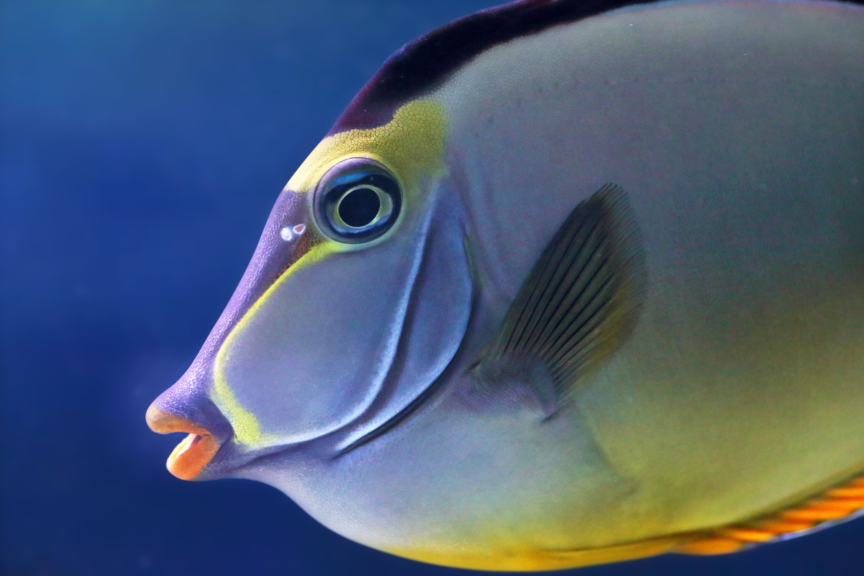 Face of an Elegant Unicornfish