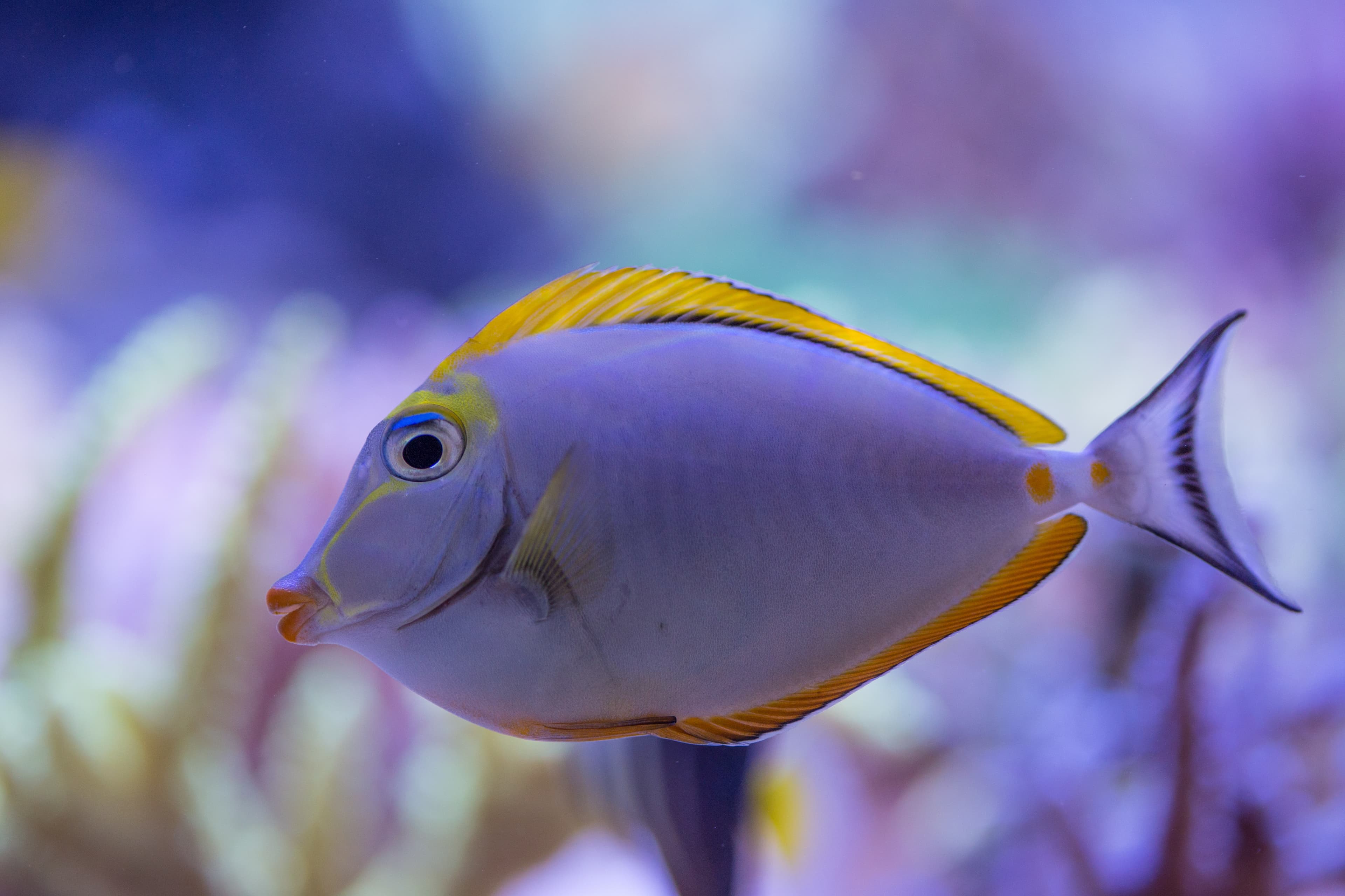 Orange-spine Unicornfish (Naso elegans)