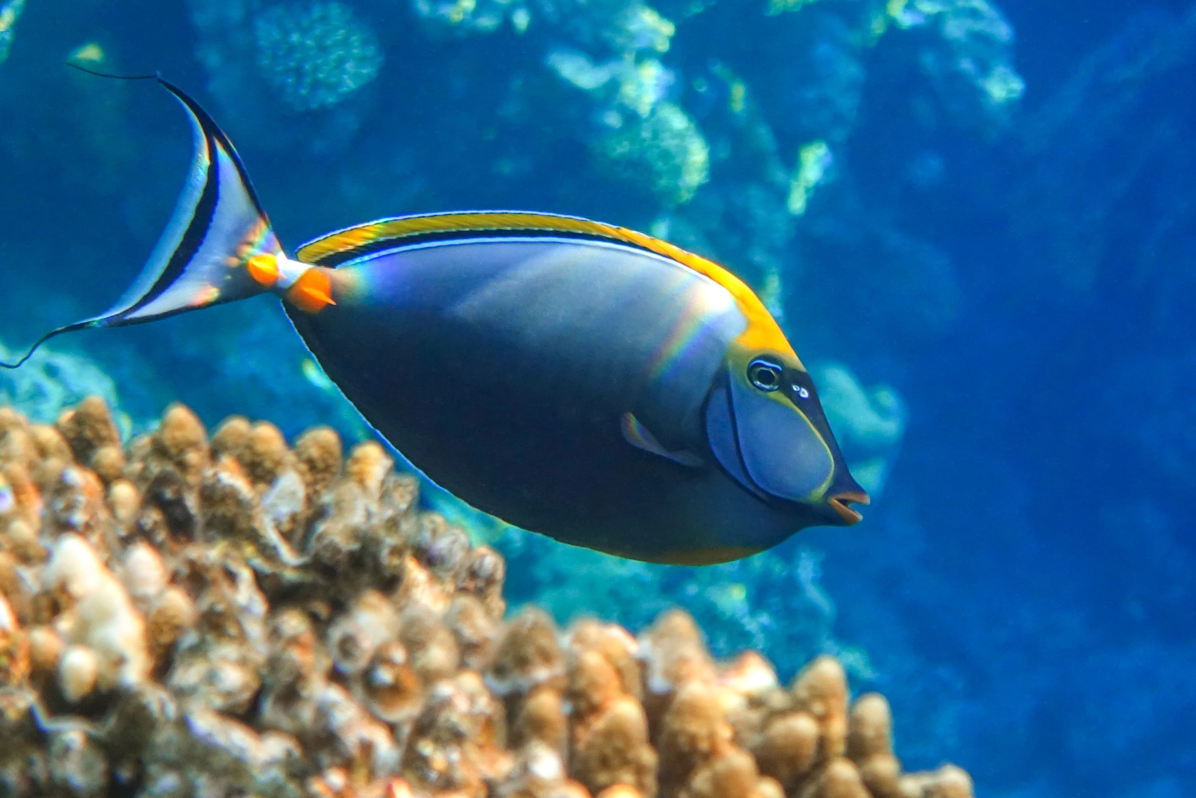 Orange-spine Unicornfish (Naso elegans) in the Red Sea, Egypt