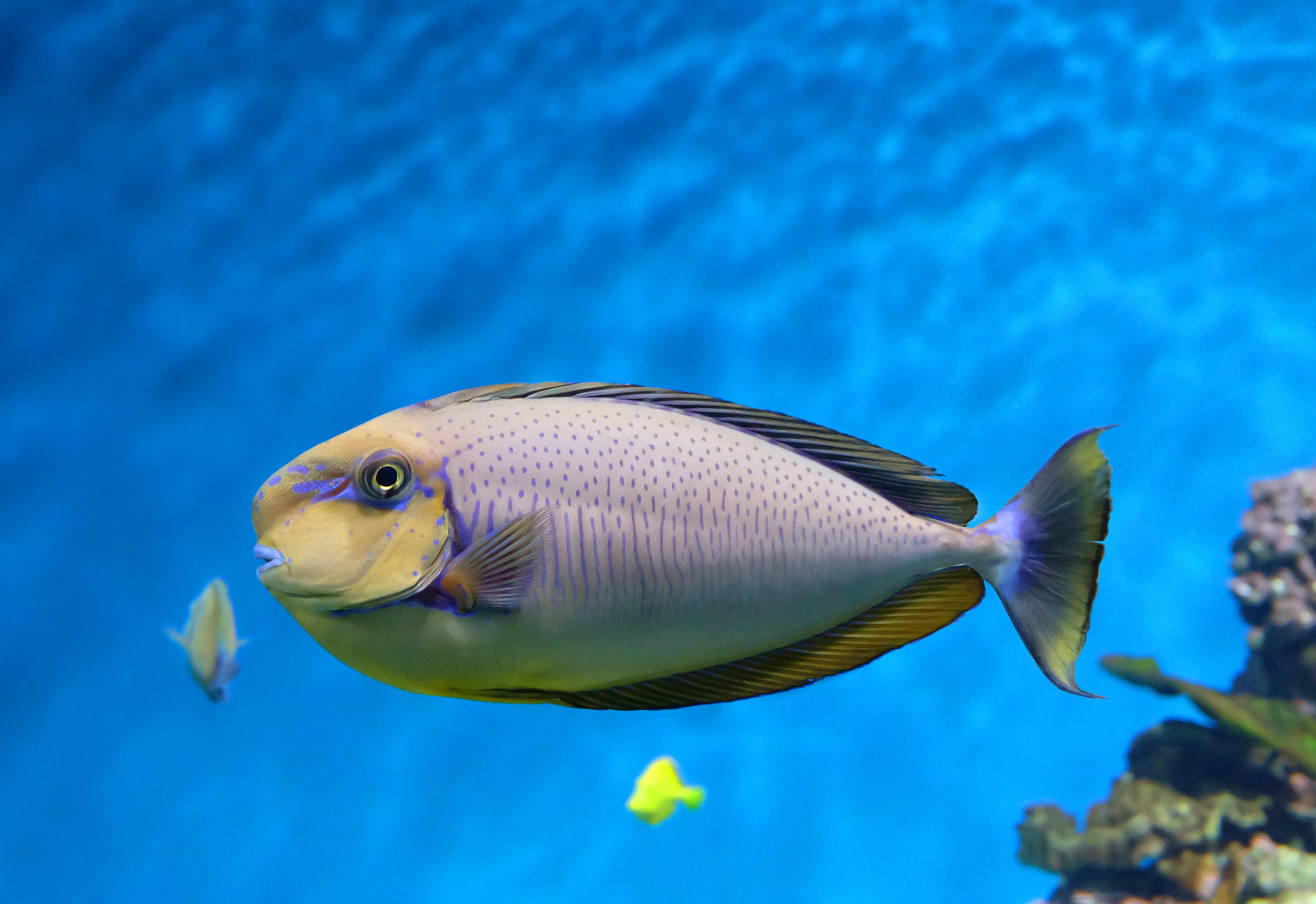 Bignose Unicornfish (Naso vlamingii) in the sea