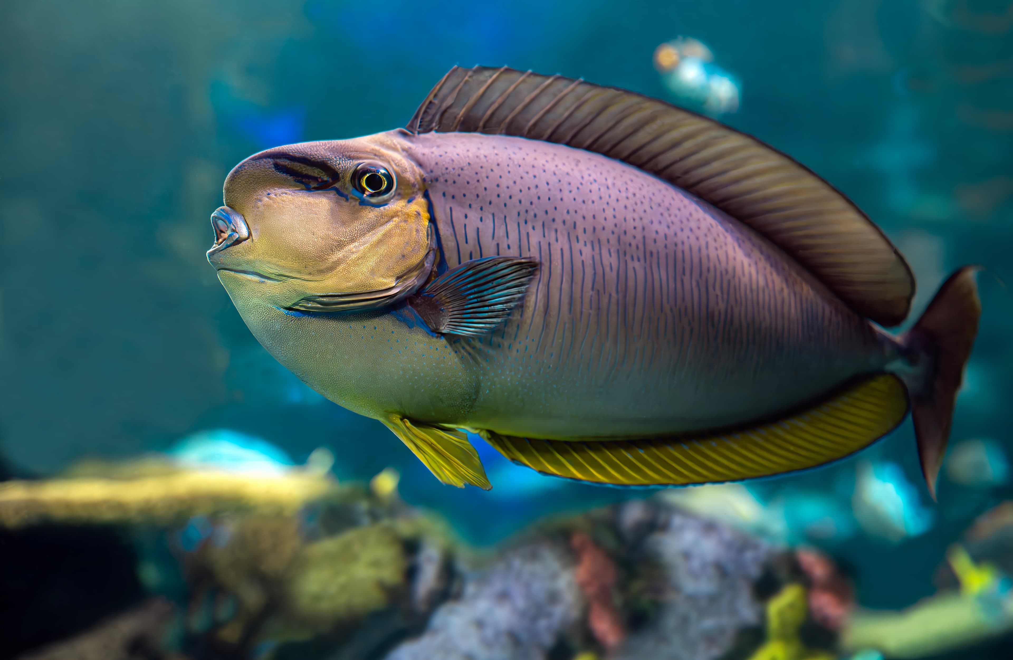 Bignose Unicornfish (Naso vlamingii)