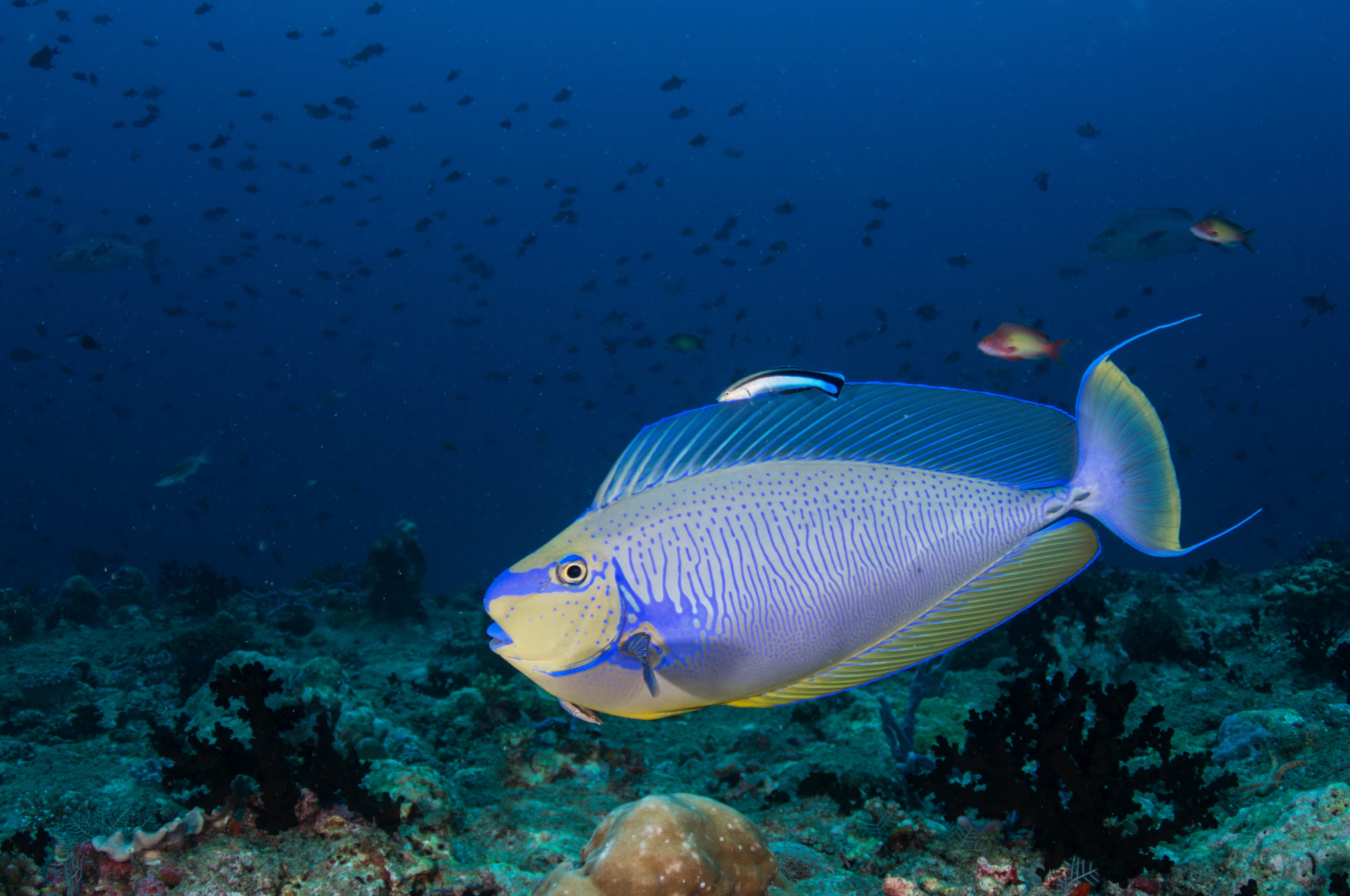 Bignose Unicornfish (Naso vlamingii) in the open sea