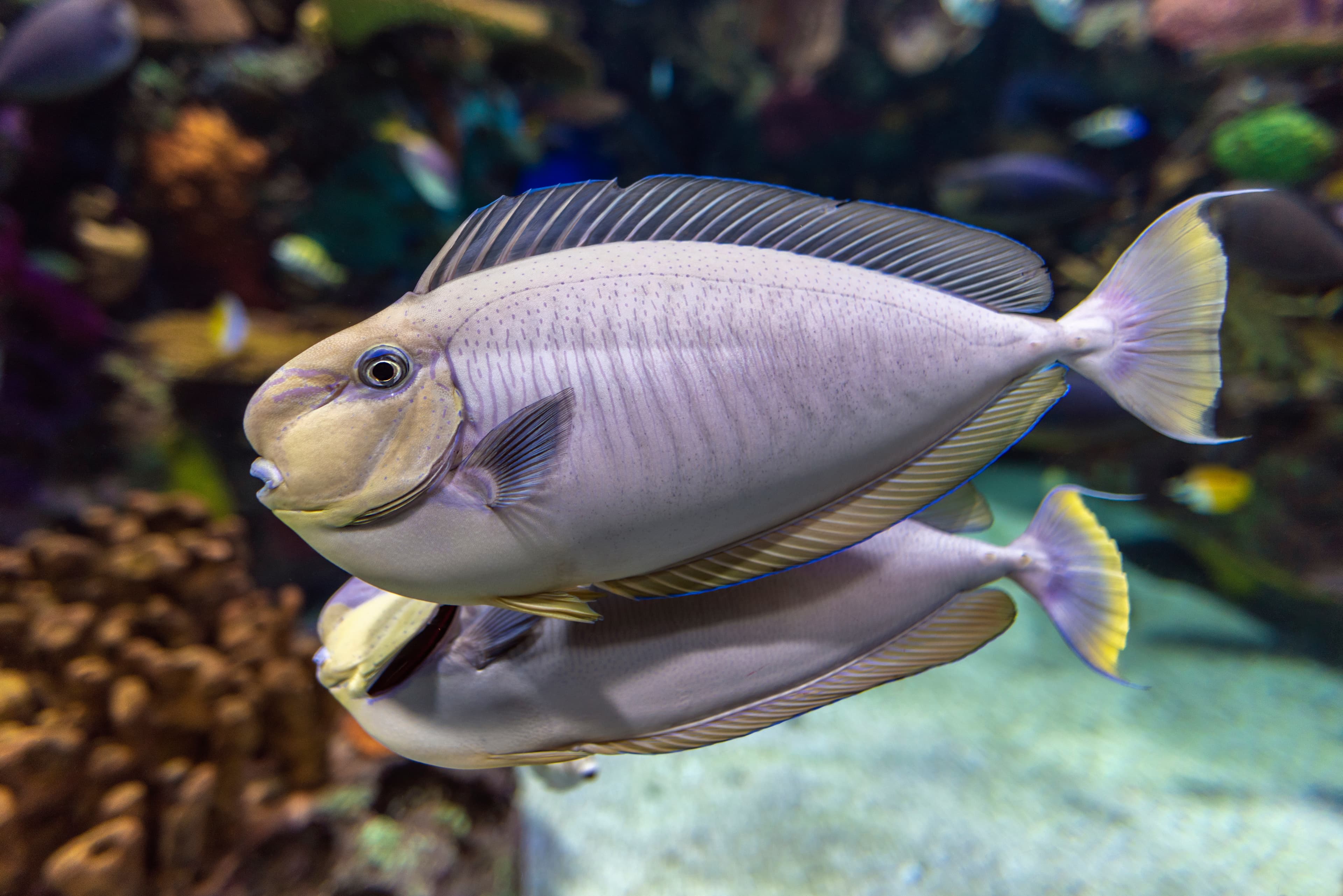 Bignose Unicornfish (Naso vlamingii) couple close up 