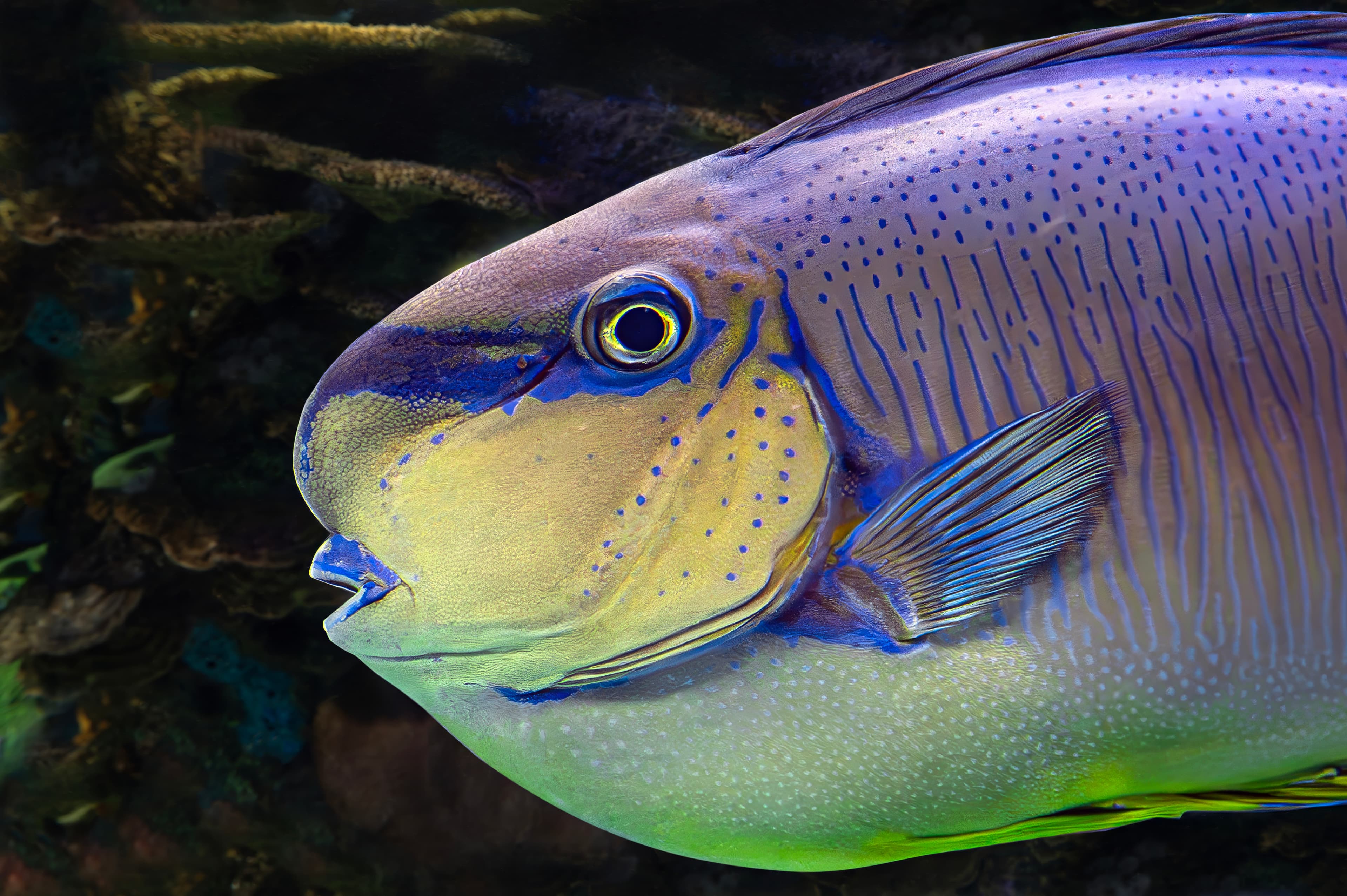 Close up of a Bignose Unicornfish (Naso vlamingii) honoring its name