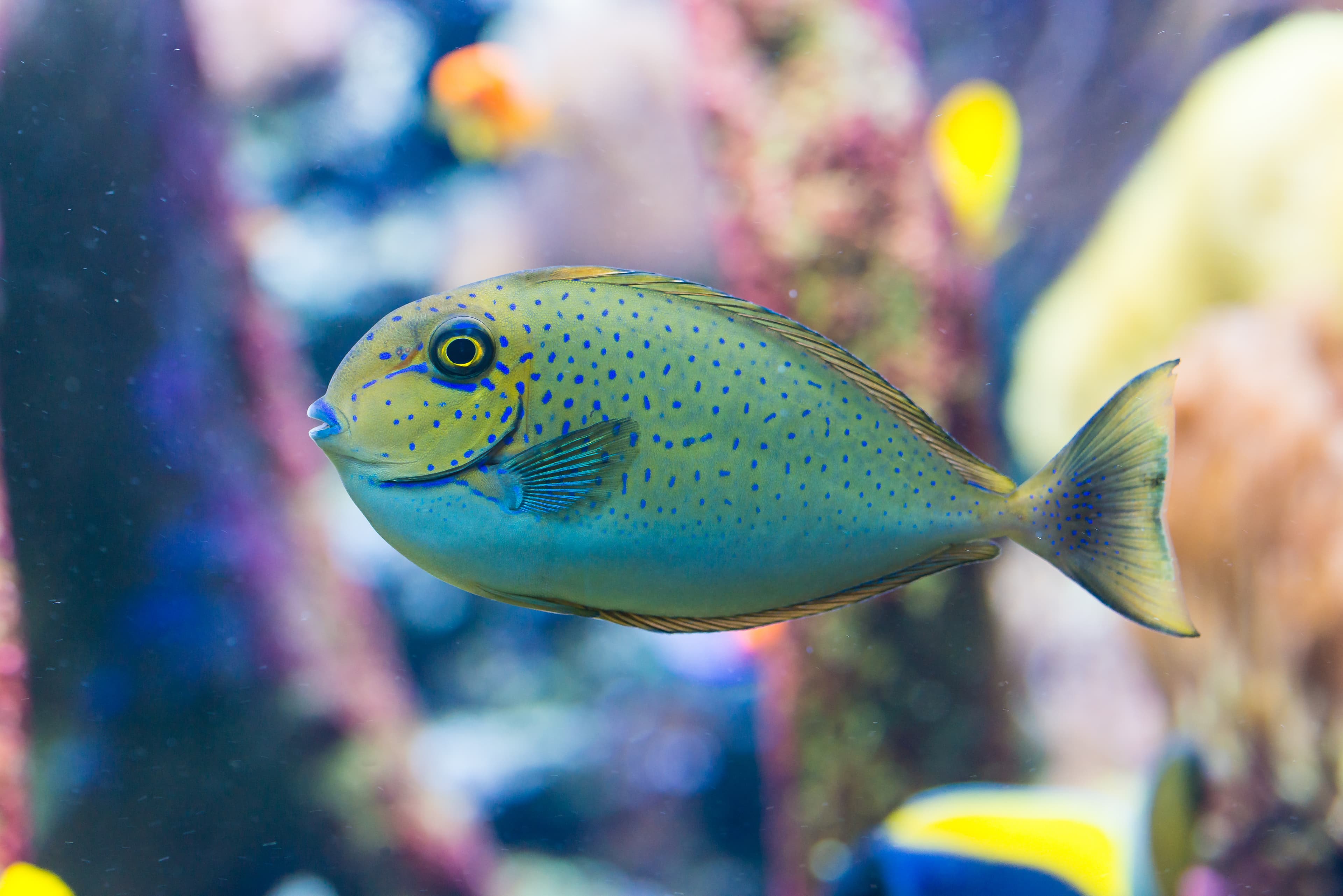 Bignose Unicornfish (Naso vlamingii) juvenile