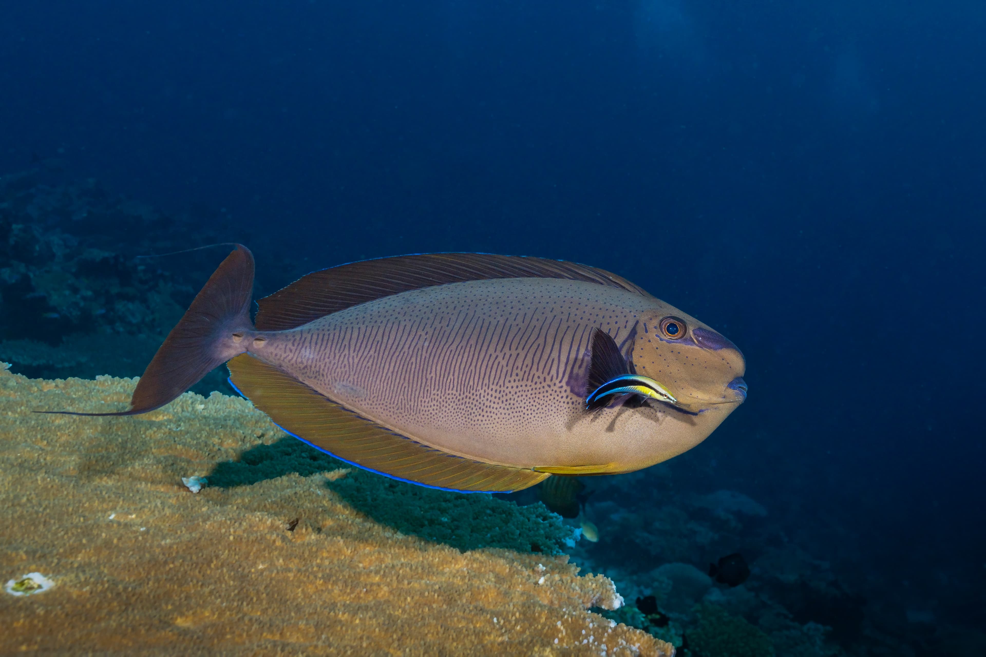 Bignose Unicornfish (Naso vlamingii) in Maldives, being cleaned at cleaning station by a Bluestreak Cleaner Wrasse (Labroides dimidiatus)