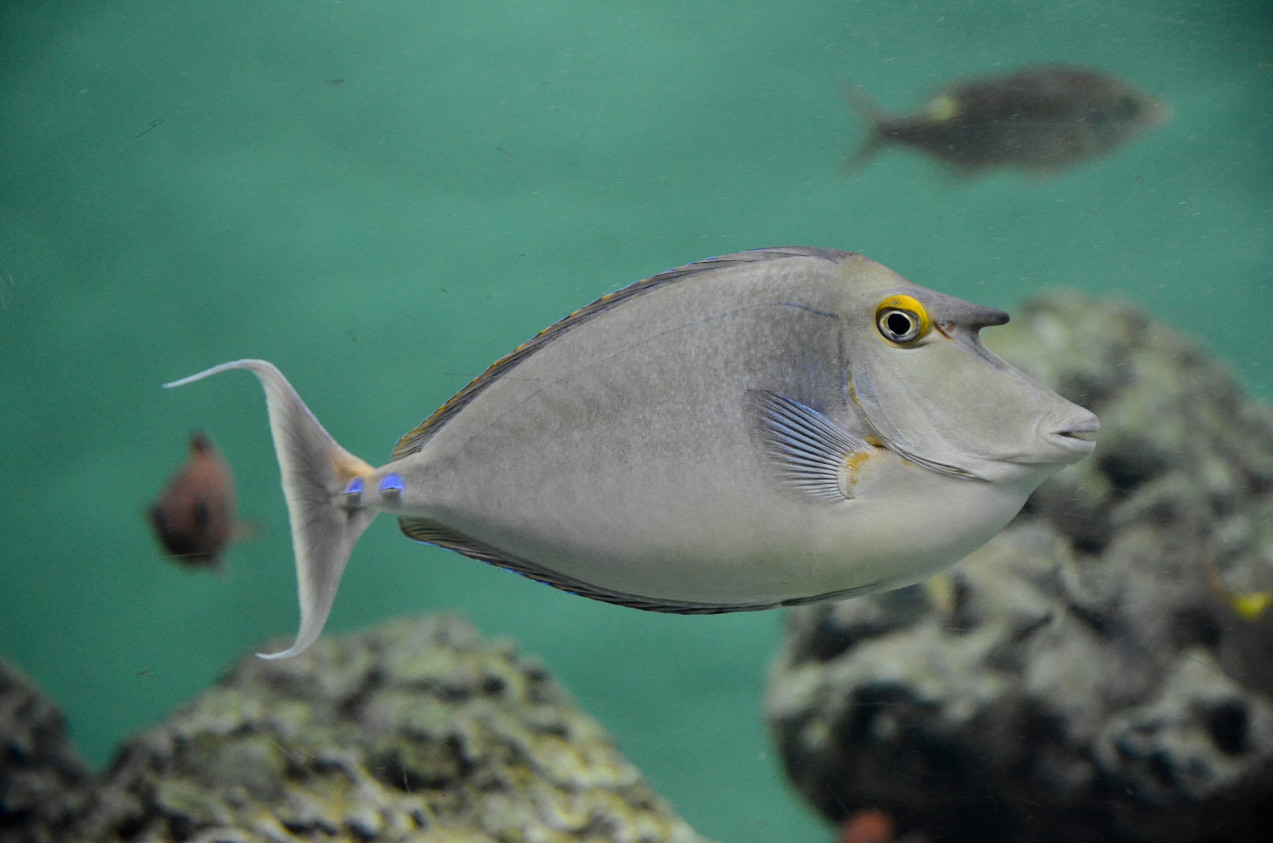 Bluespine Unicornfish (Naso unicornis)