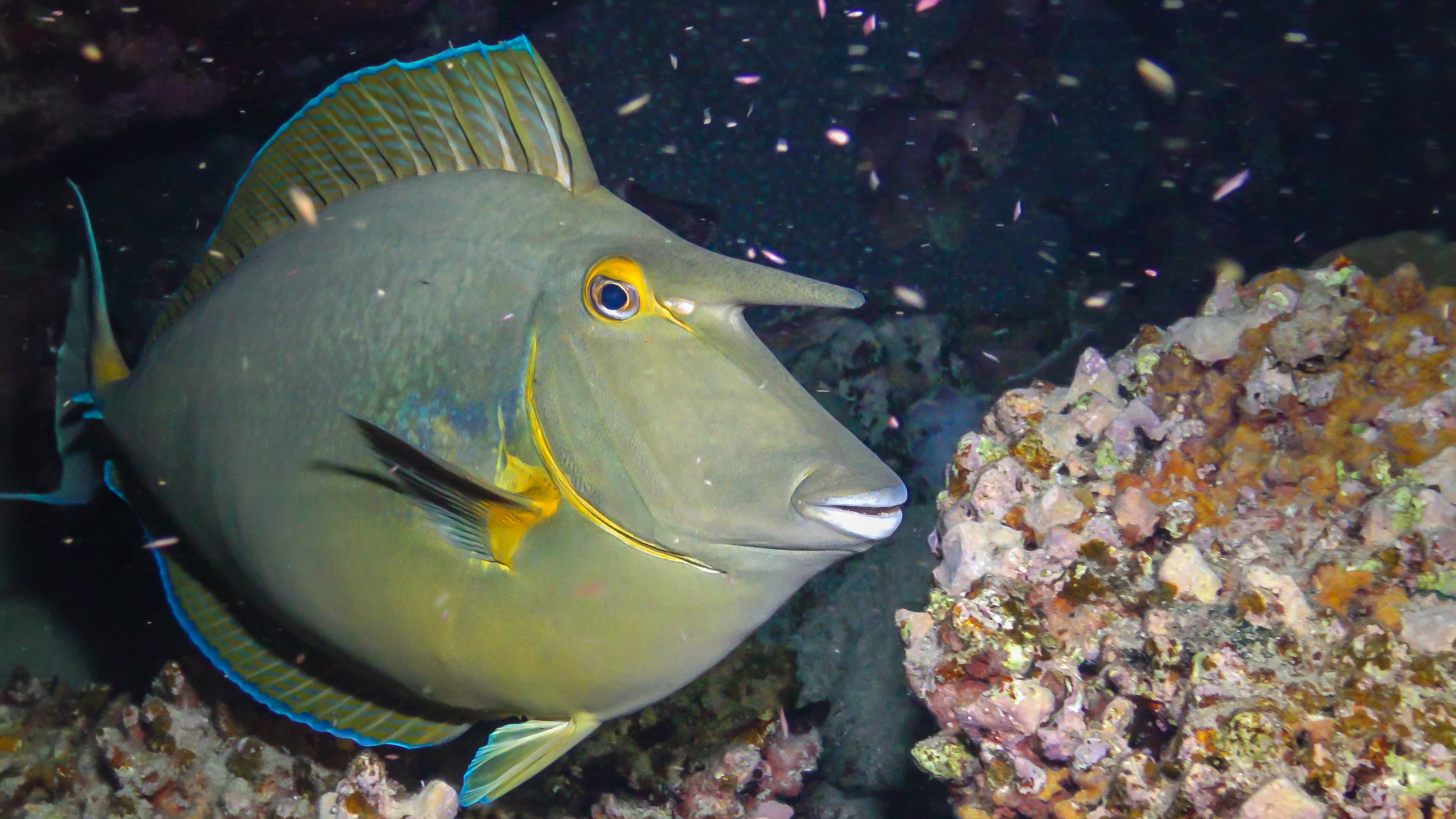 Bluespine Unicornfish (Naso unicornis) at night slowly swimming over a reef in the Red Sea