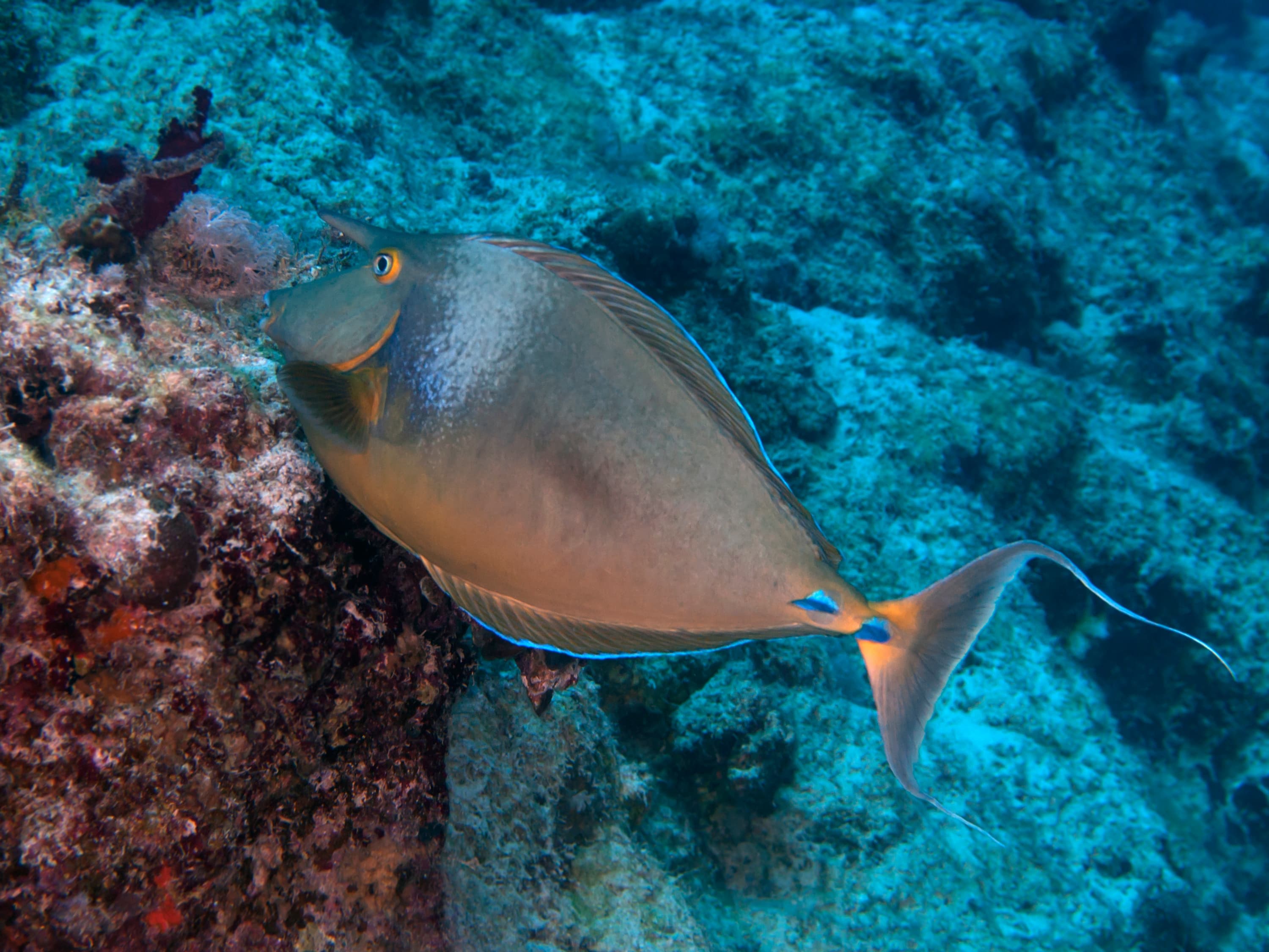 Bluespine Unicornfish (Naso unicornis)