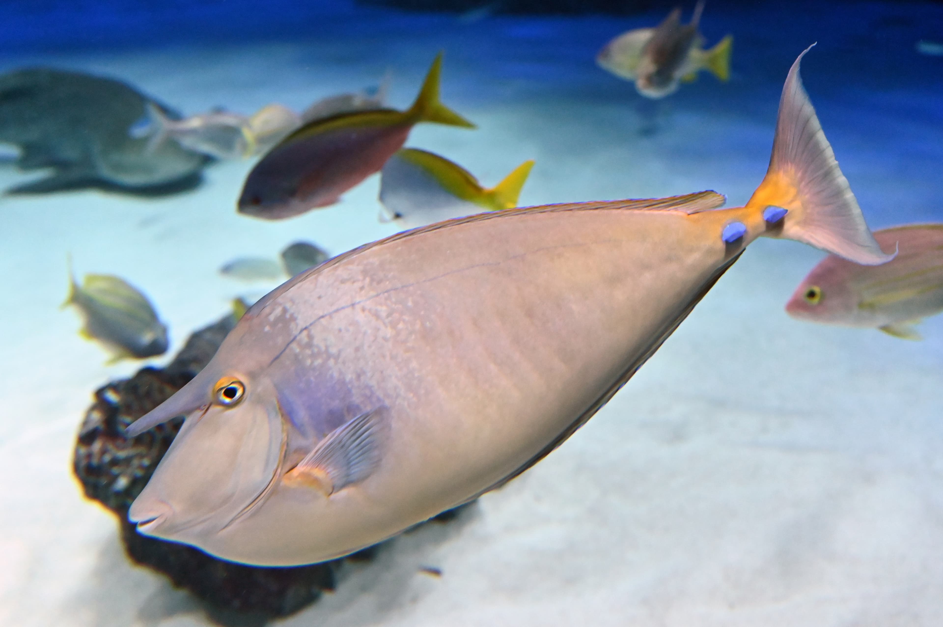 A unique horned fish, the Bluespine Unicornfish (Naso unicornis)