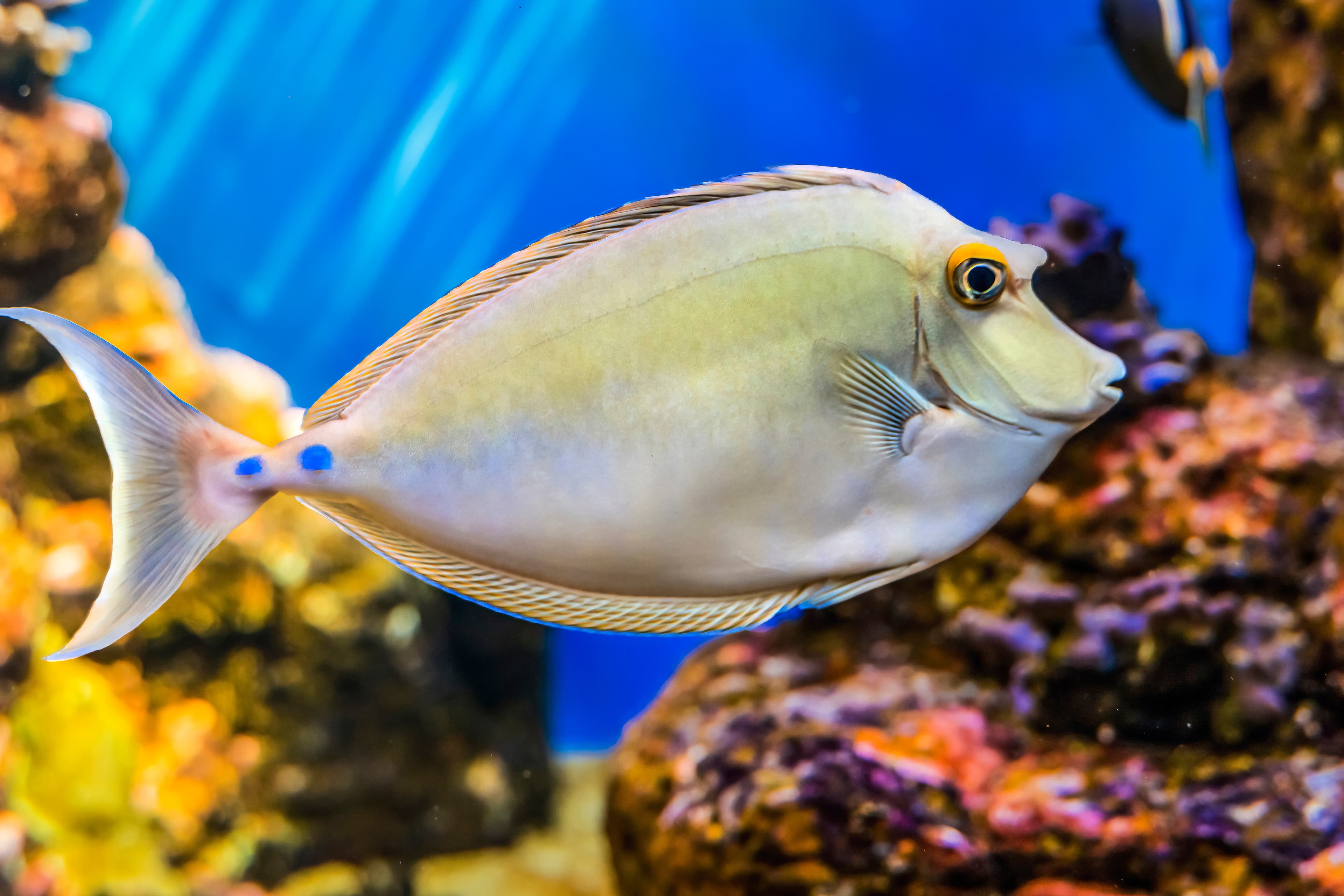 Bluespine Unicornfish (Naso unicornis) Waikiki Oahu Hawaii