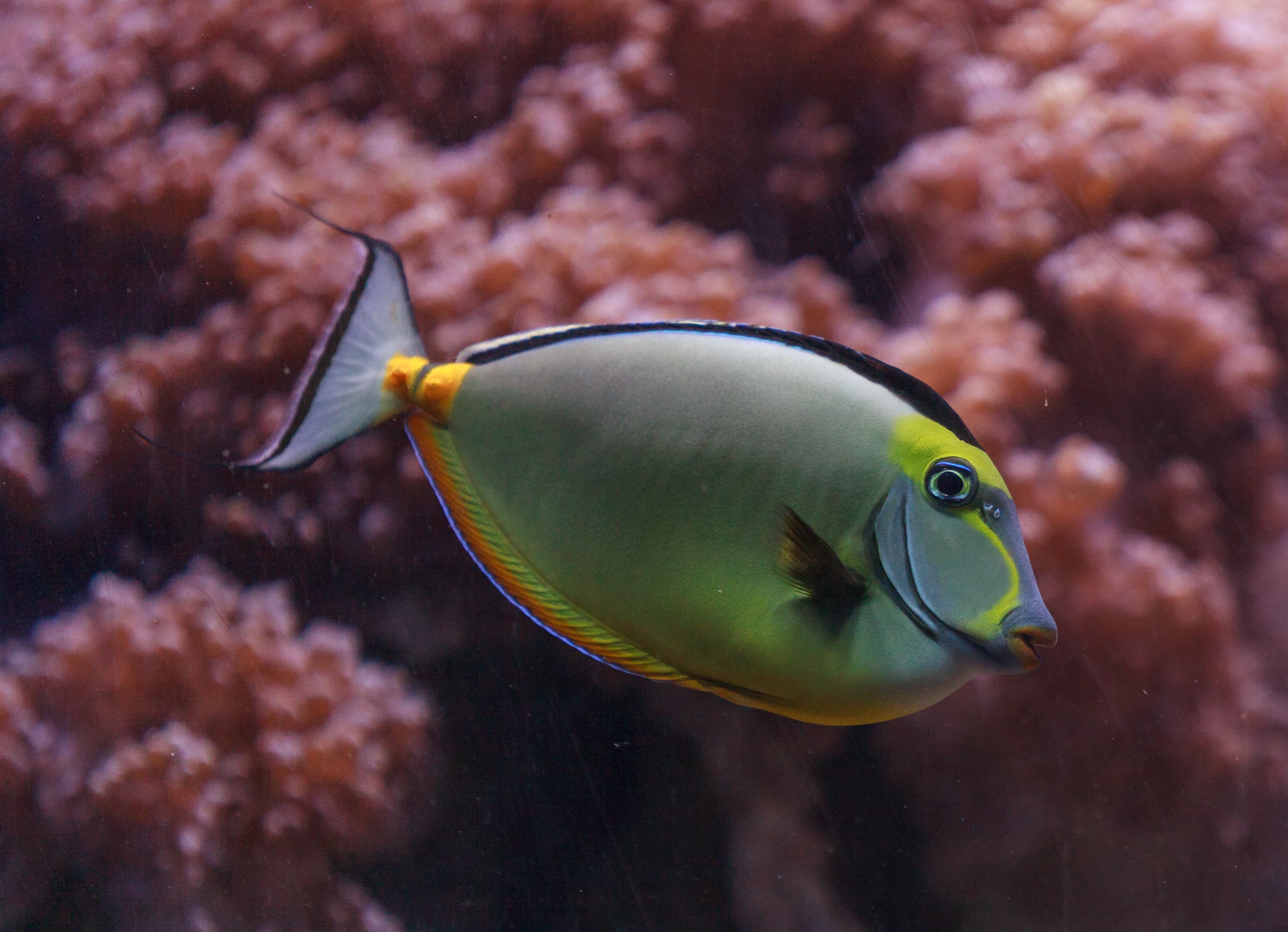 Orangespine Unicornfish (Naso lituratus) is found in the Indian and Pacific Ocean