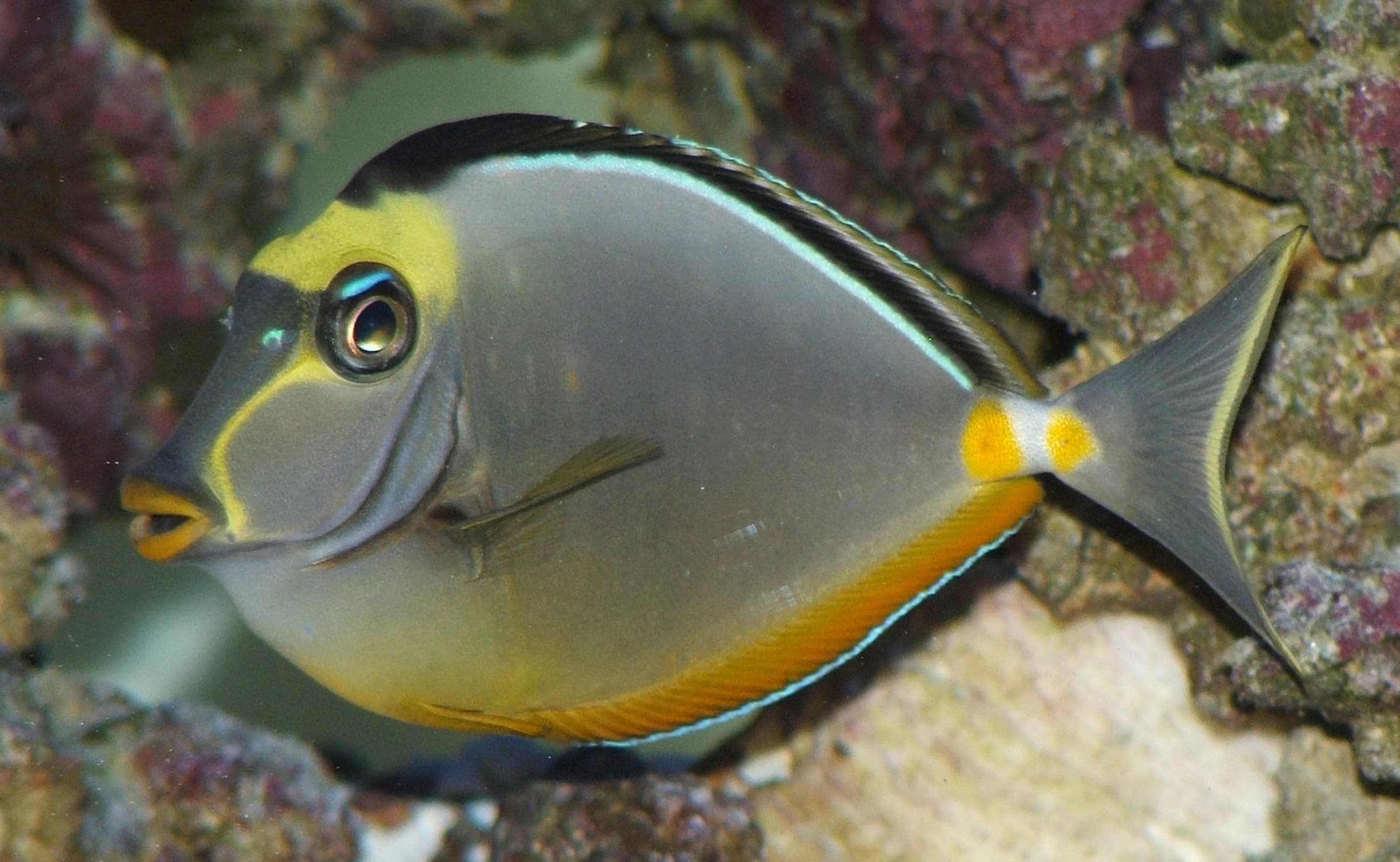 Orangespine Unicornfish (Naso lituratus)