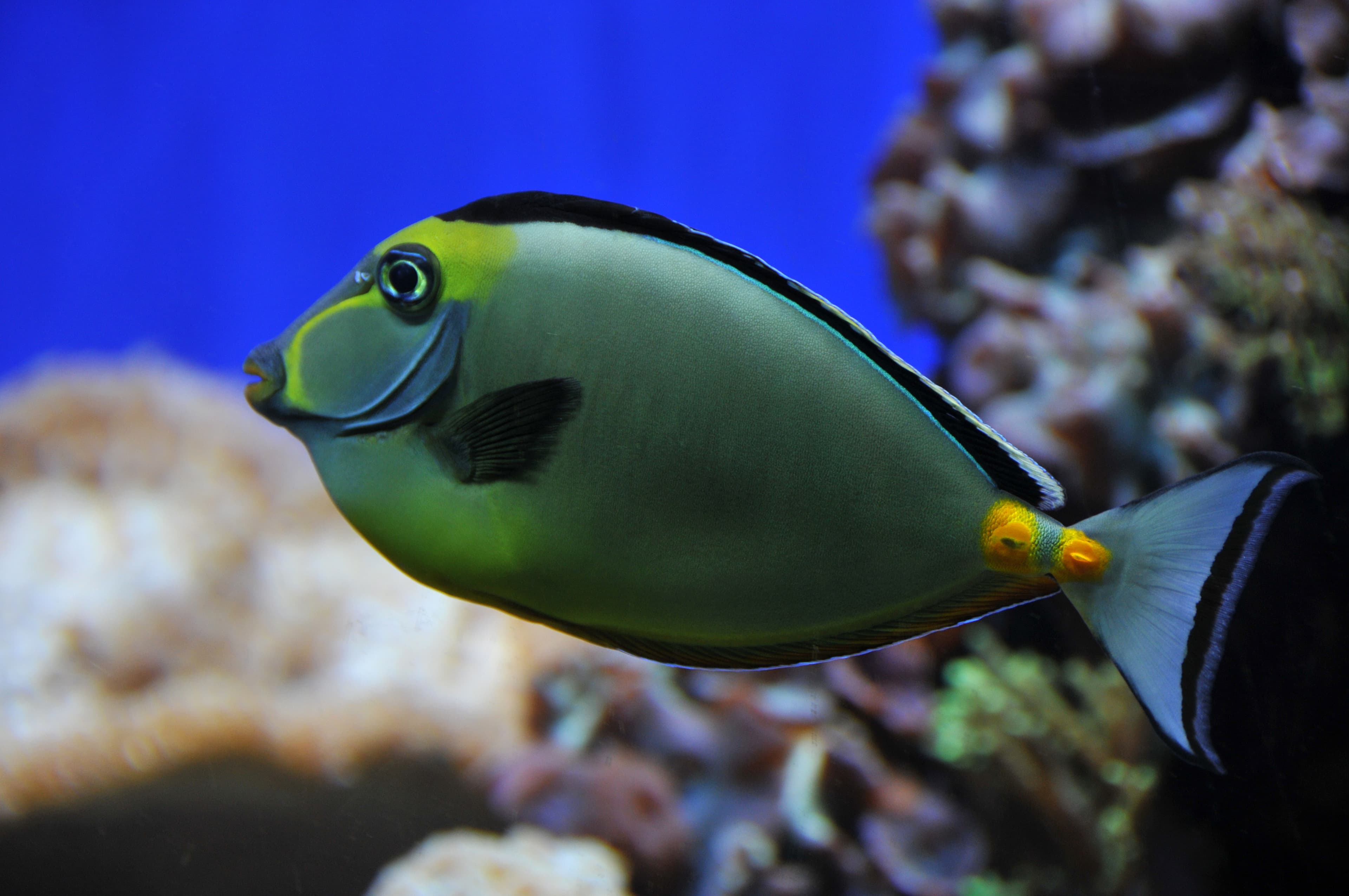 Orangespine Unicornfish (Naso lituratus)