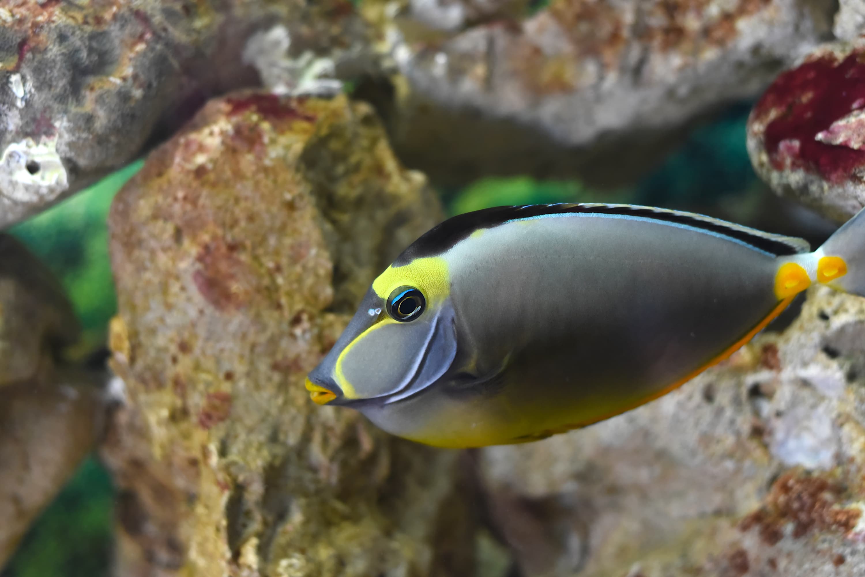 Orangespine Unicornfish (Naso lituratus) in aquarium