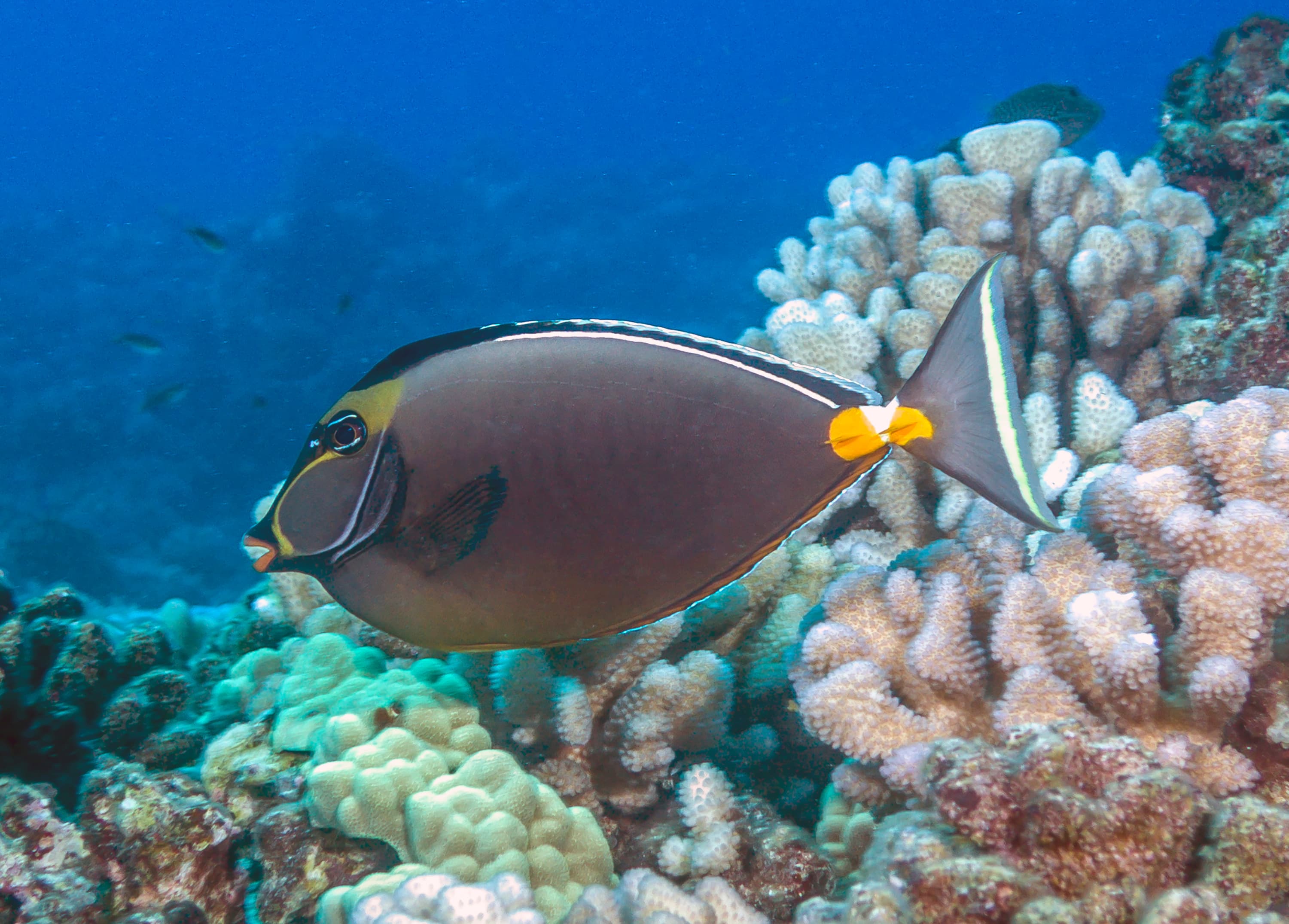 Orangespine Unicornfish (Naso lituratus) on coral reef