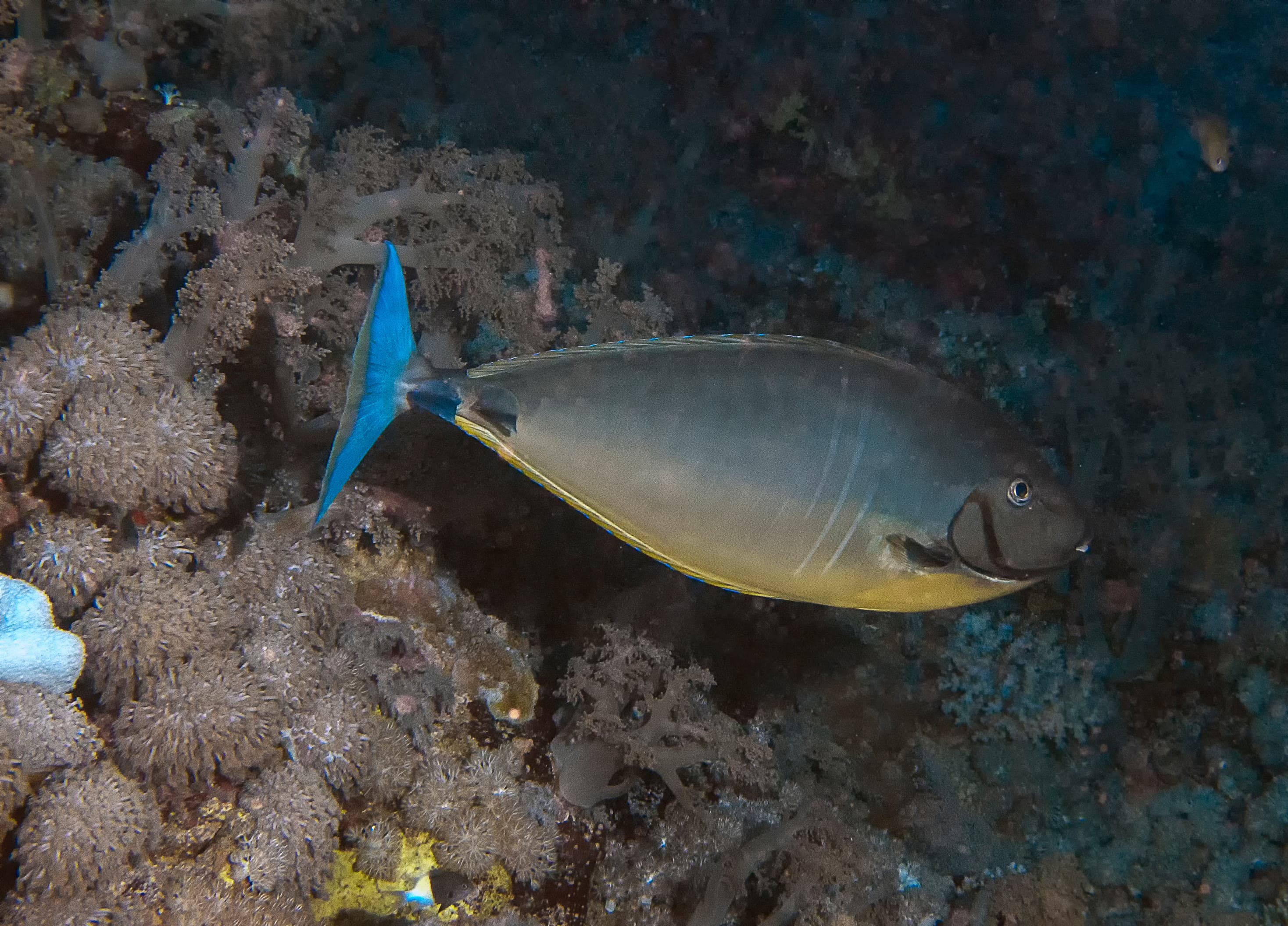 A Sleek Unicornfish (Naso hexacanthus) in the Red Sea, Egypt