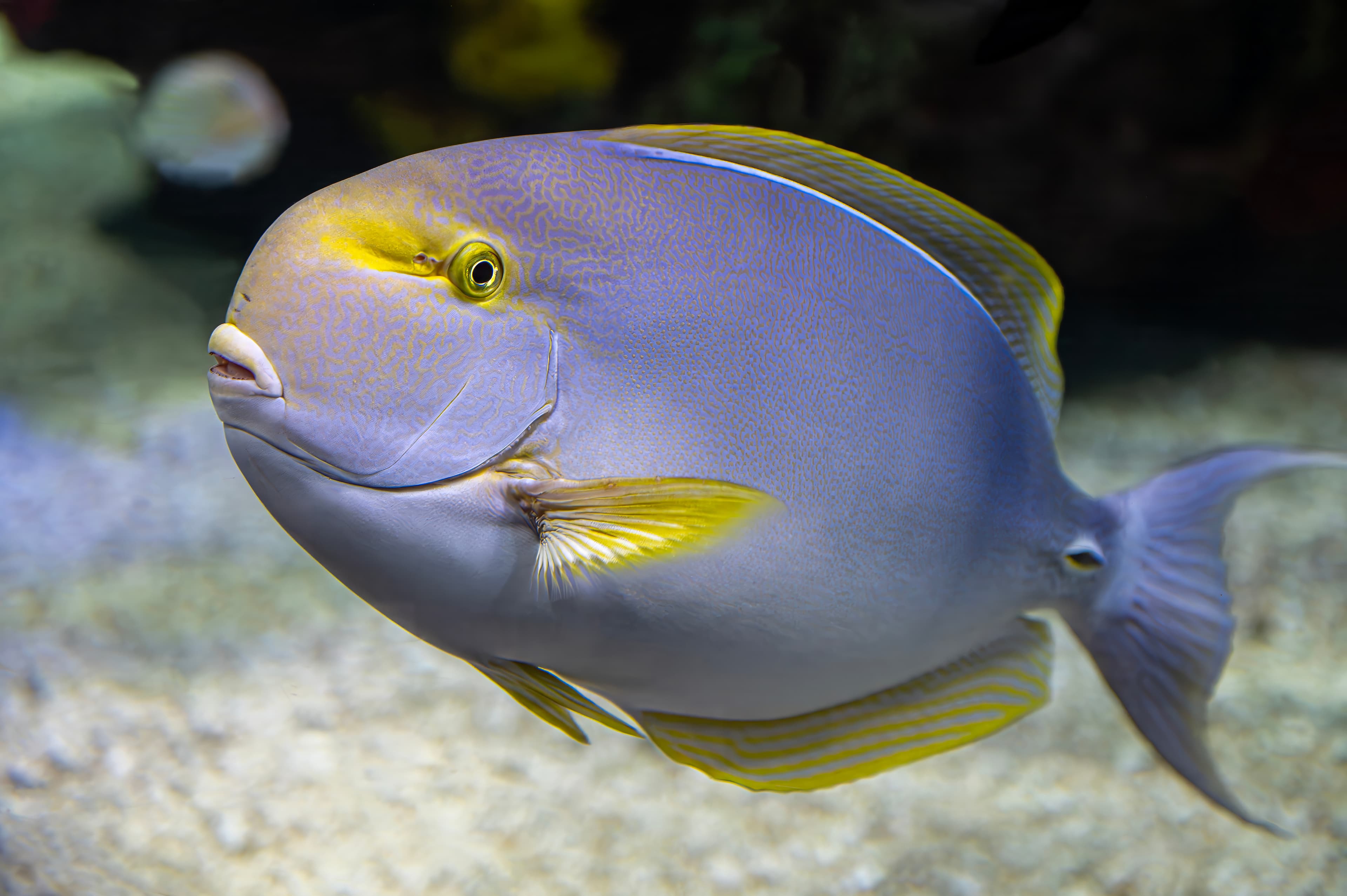 Yellowfin Surgeonfish (Acanthurus xanthopterus)