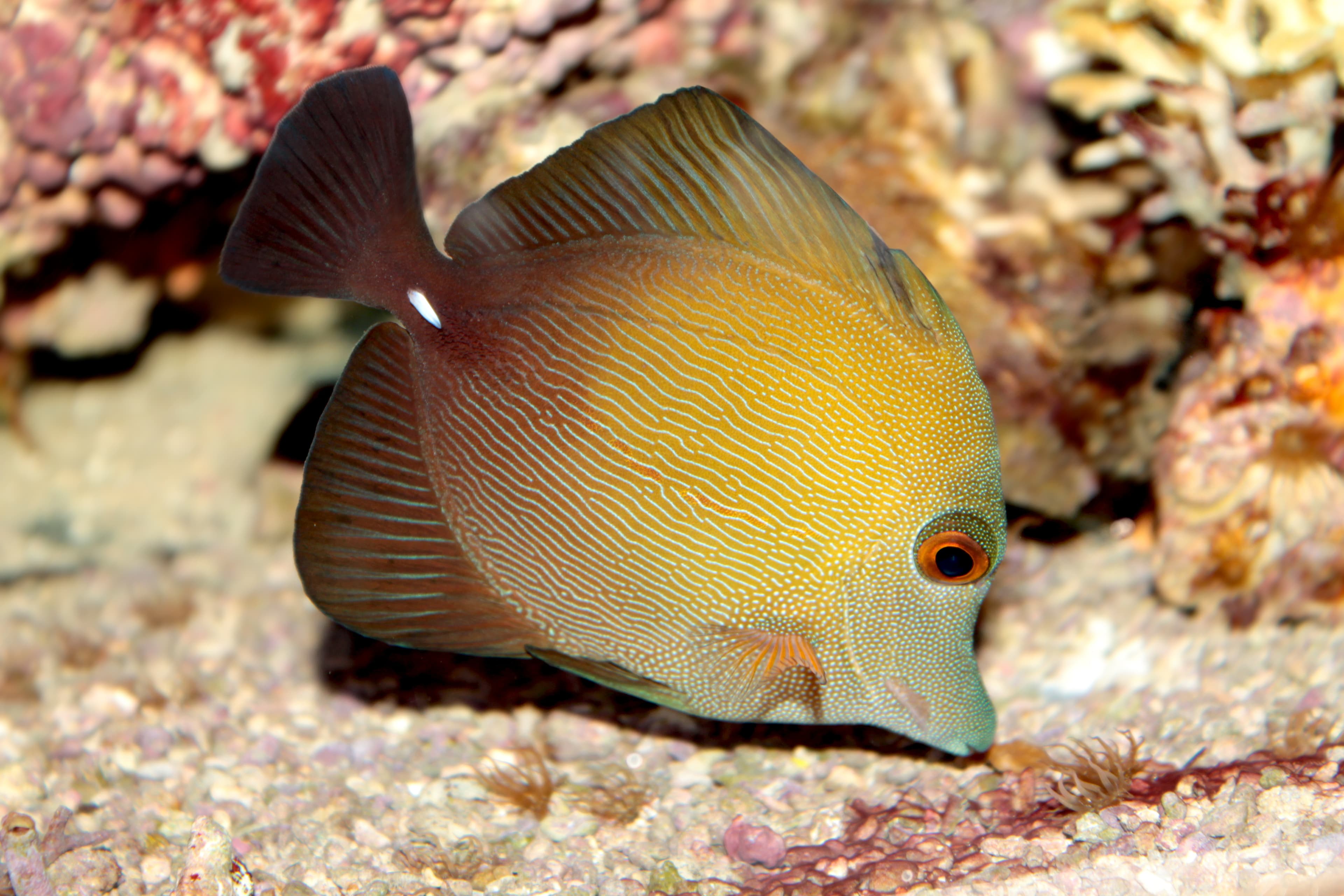 Scopas Tang (Zebrasoma scopas)