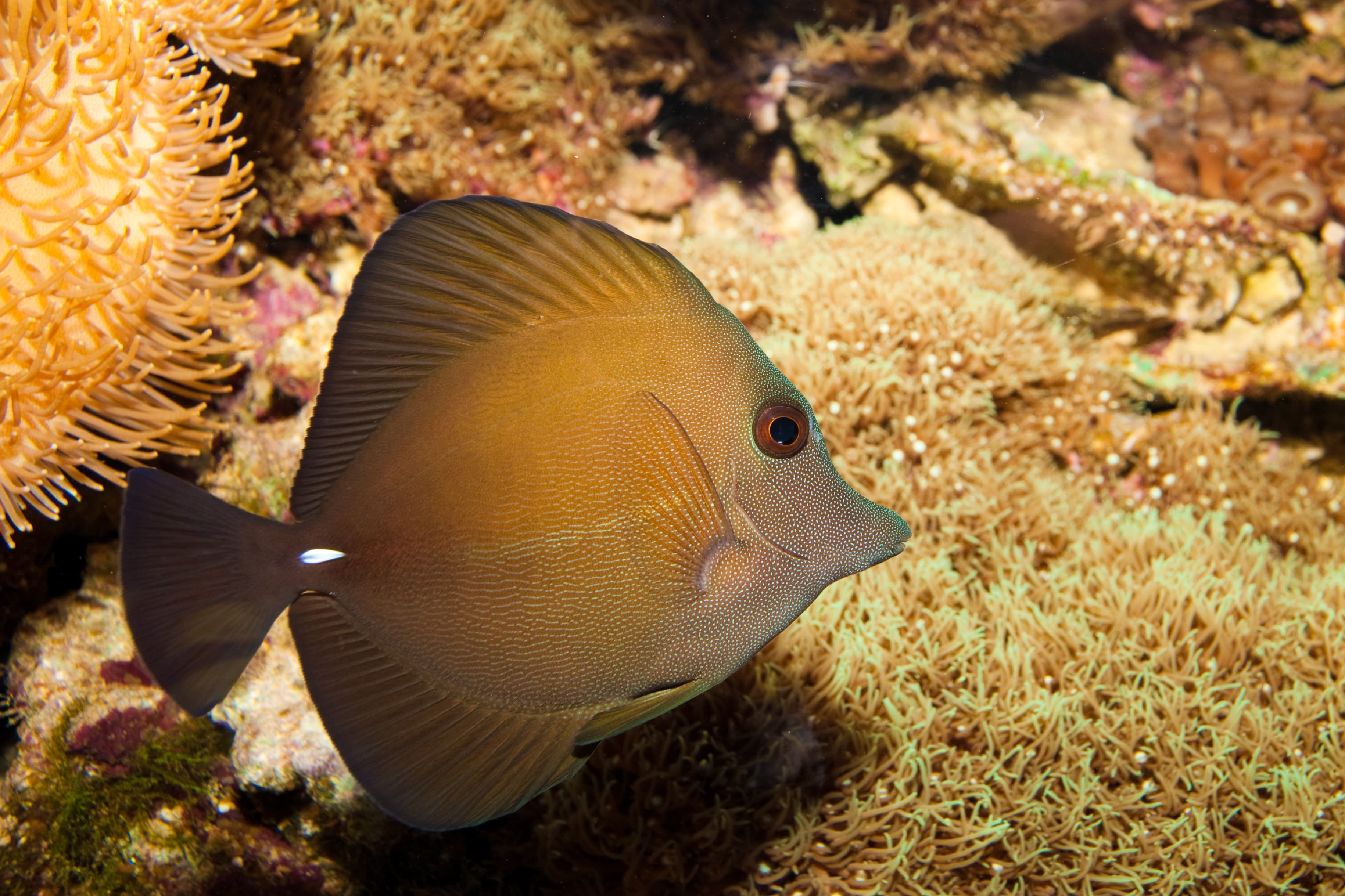 Scopas Tang in Aquarium