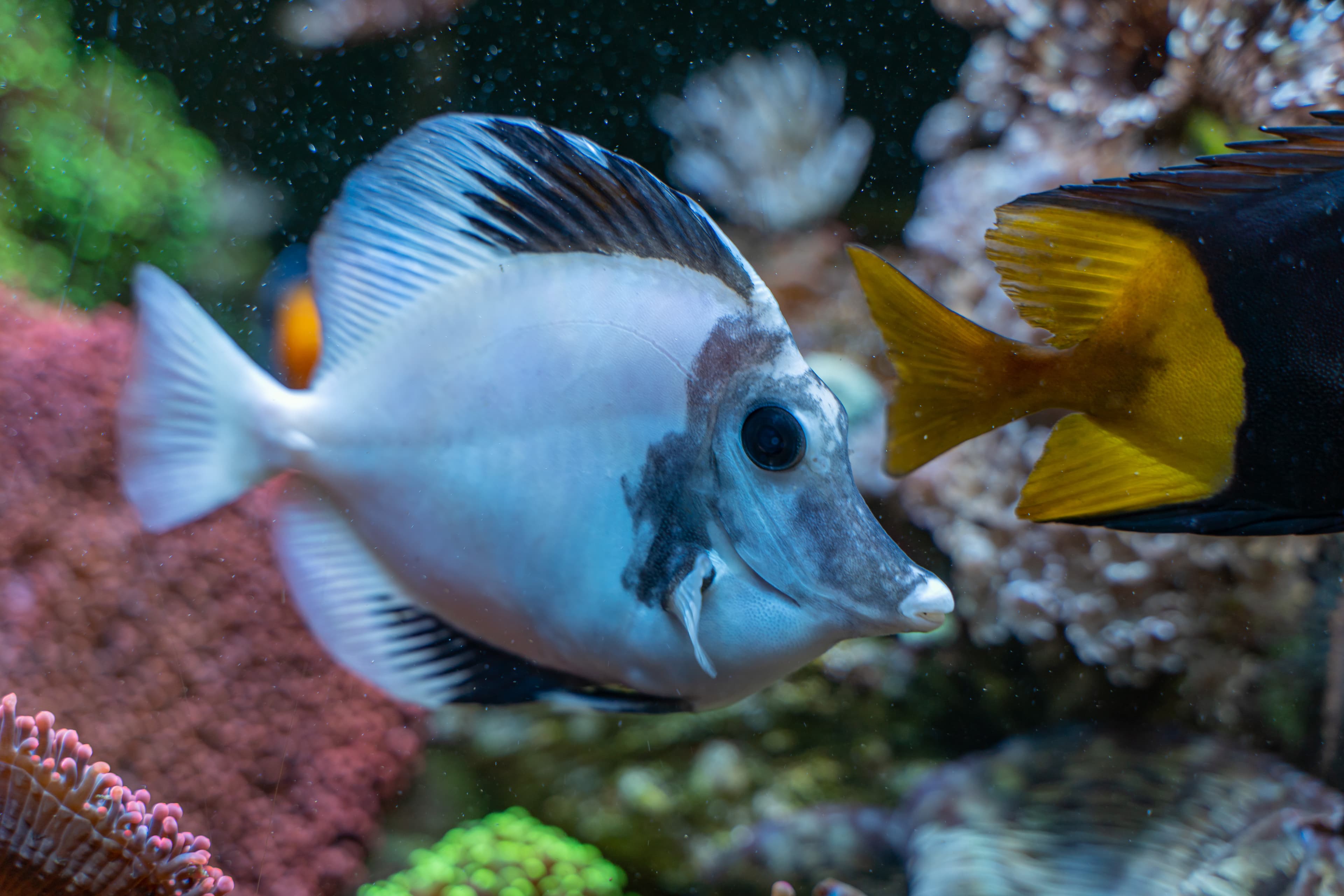 White aberrant Scopas Tang (Zebrasoma scopas) very rare and expensive color morph