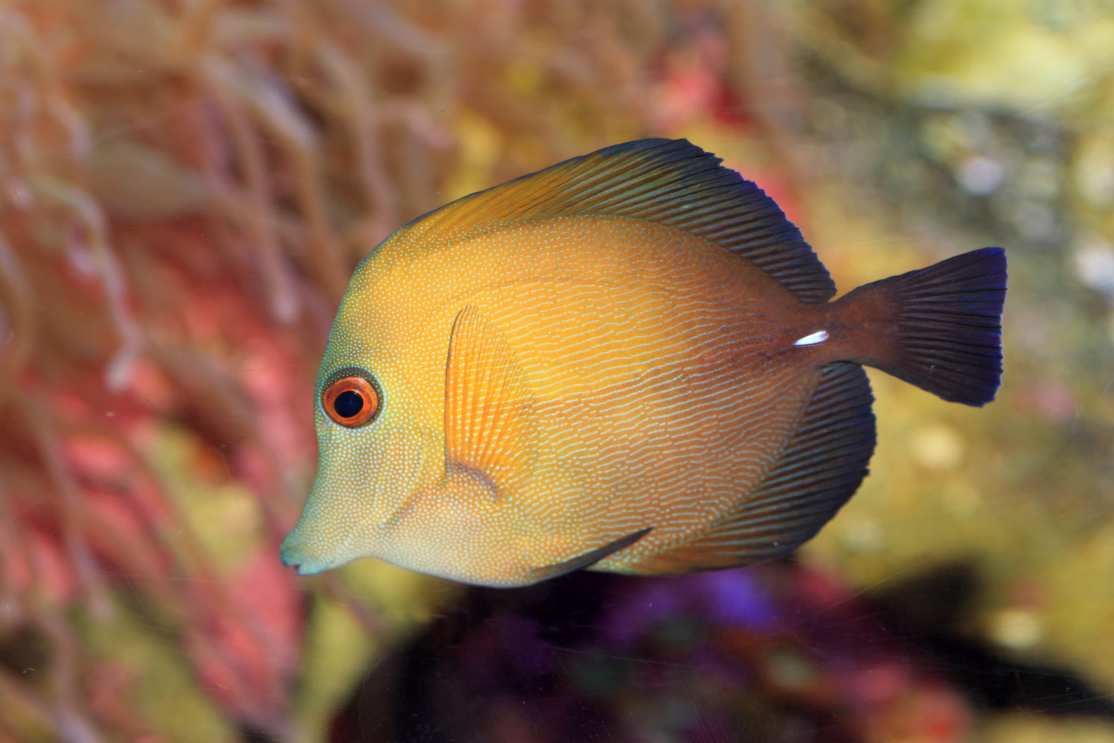 Scopas Tang (Zebrasoma scopas)