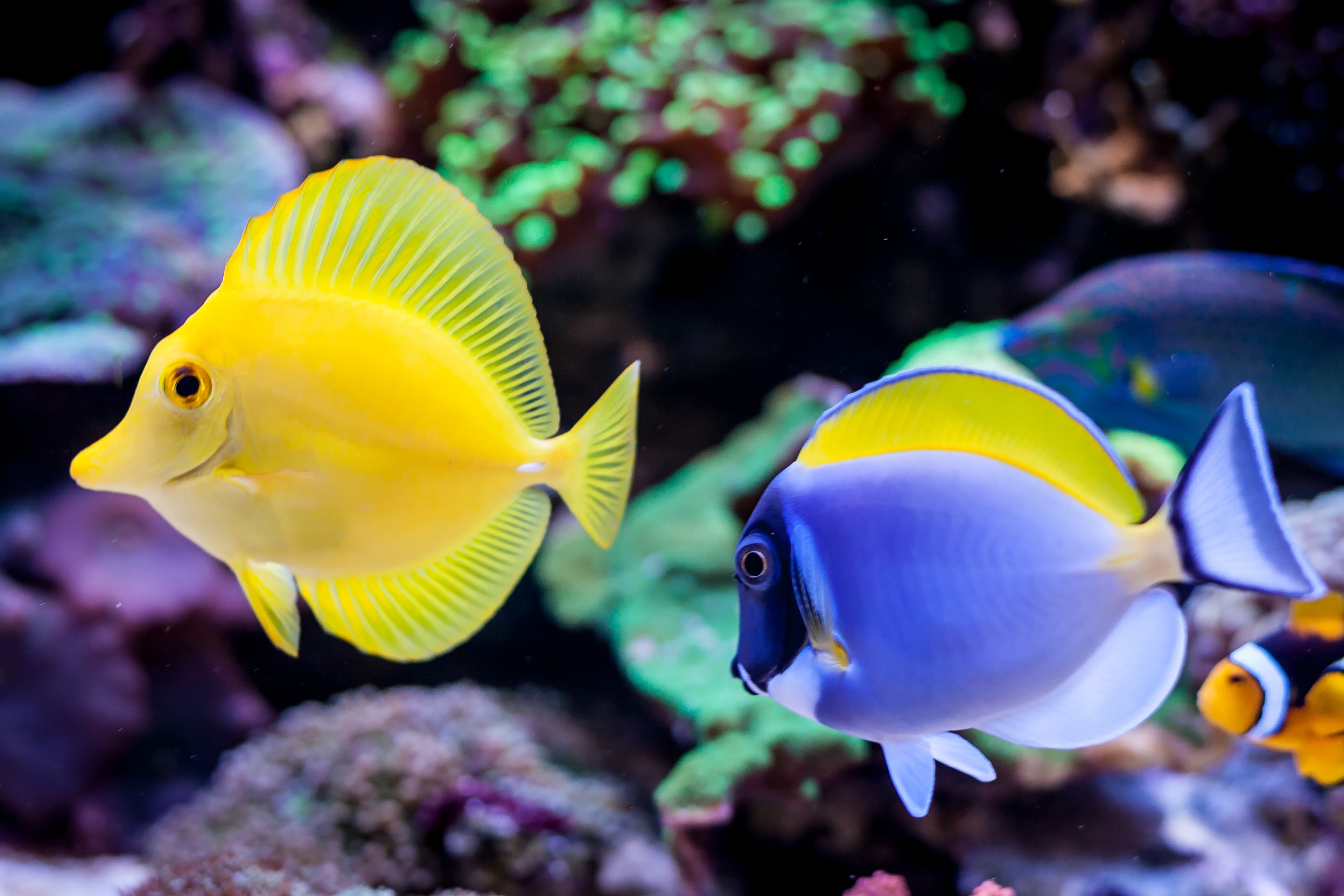 Powder Blue Tang (Acanthurus leucosternon) and Yellow Tang (Zebrasoma flavescens) in reef aquarium